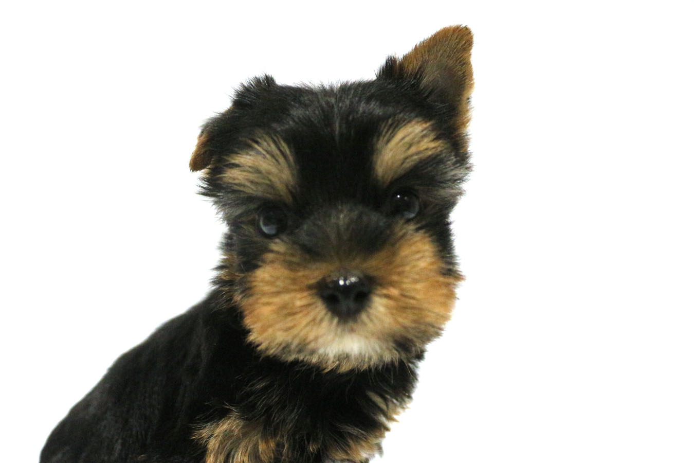ペットショップジョーカー 子犬・子猫の販売