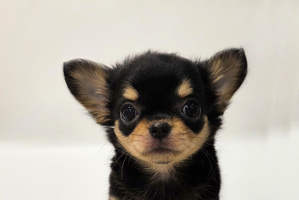 ペットショップジョーカー 子犬・子猫の販売