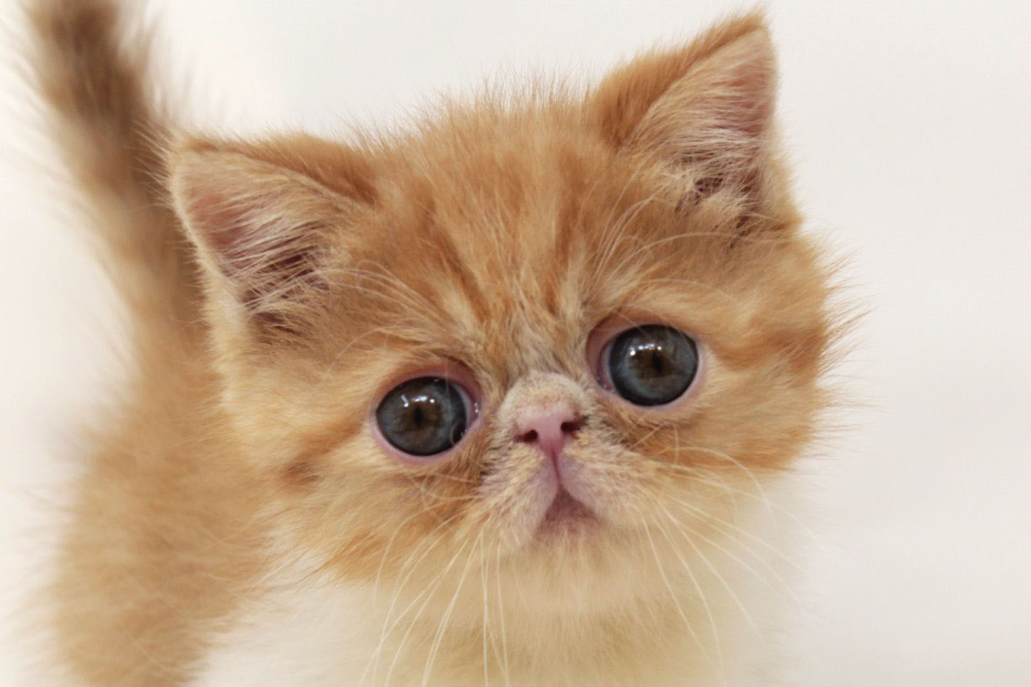 ペットショップジョーカー 子犬・子猫の販売