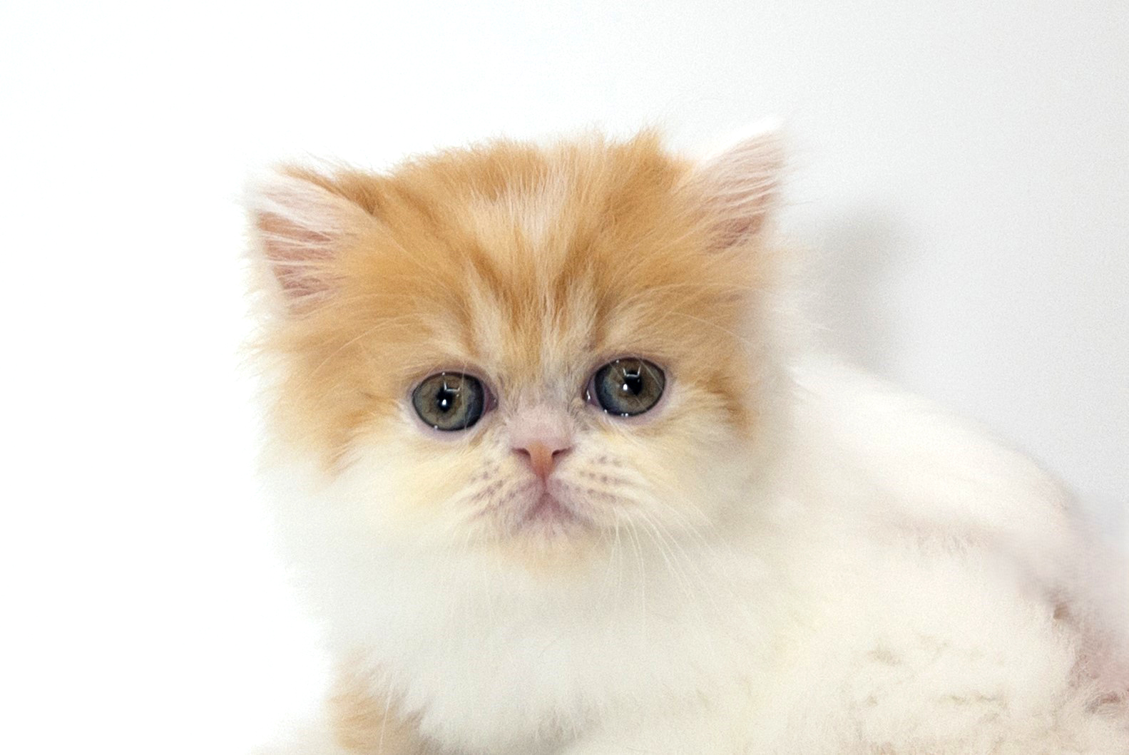犬・猫ペットブリーダーKST様 TOKYO MER ERカー型ポップコーンBOX ペットショップジョーカー 子犬・子猫の販売
