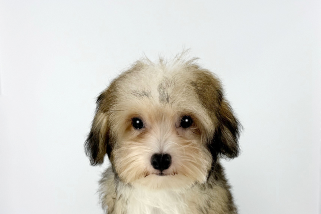 ＭＩＬＯ《マイロ》