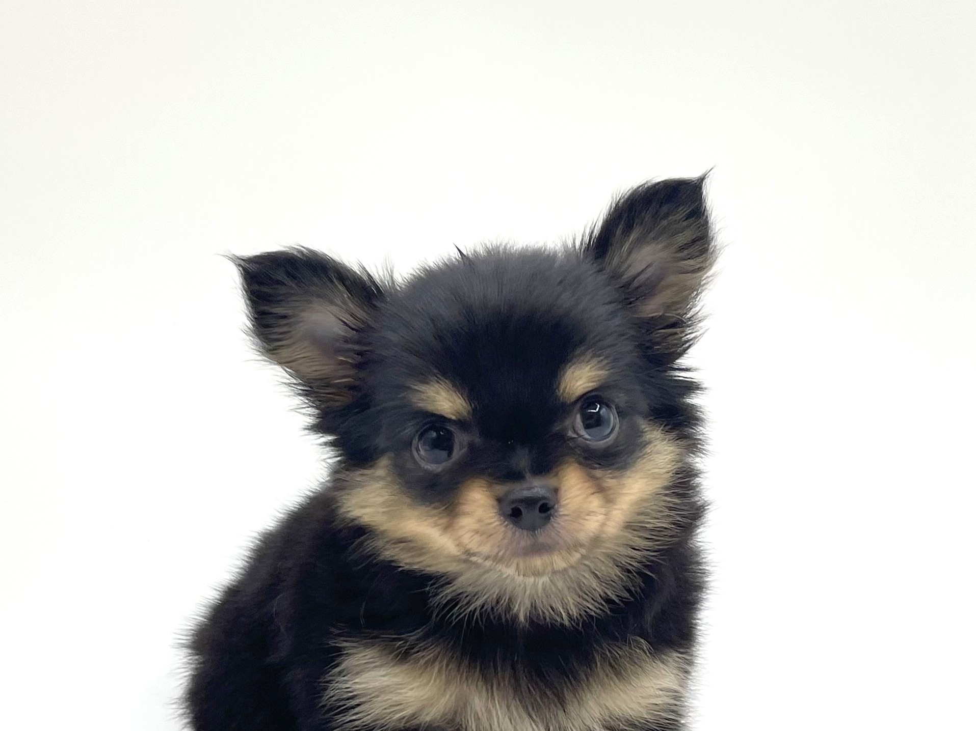 犬・猫ペットブリーダーKST様 TOKYO MER ERカー型ポップコーンBOX ペットショップジョーカー 子犬・子猫の販売