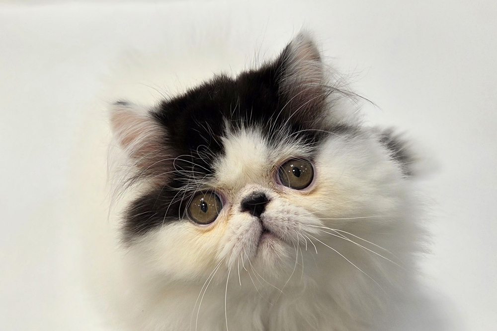 2797 外国切手 海外国々 ペット 猫 ねこ 色々 銷印有 18種まとめ 2797 外国切手 海外国々 ペット 猫 ねこ 色々 銷印有 18種まとめ