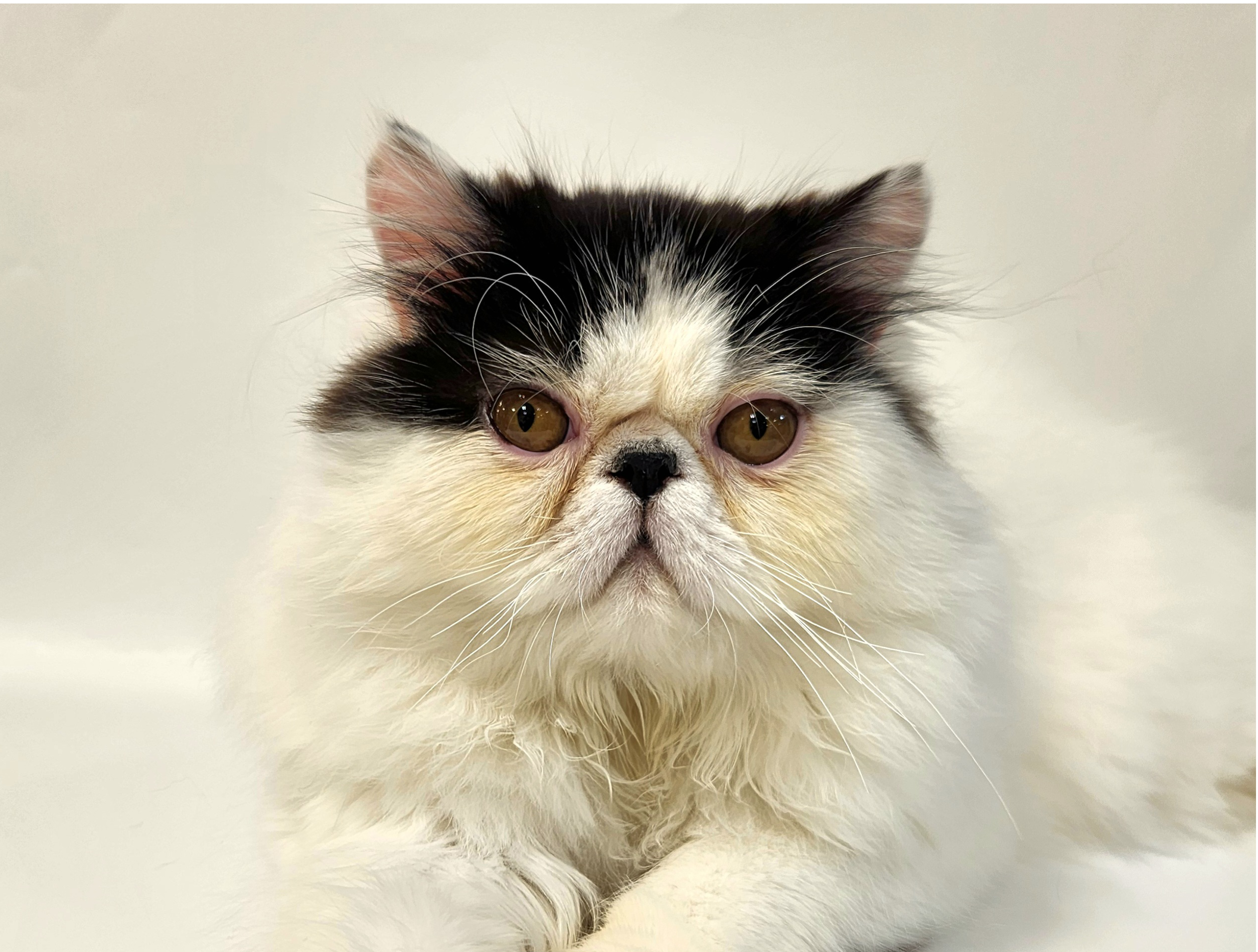 ペットショップジョーカー 子犬・子猫の販売