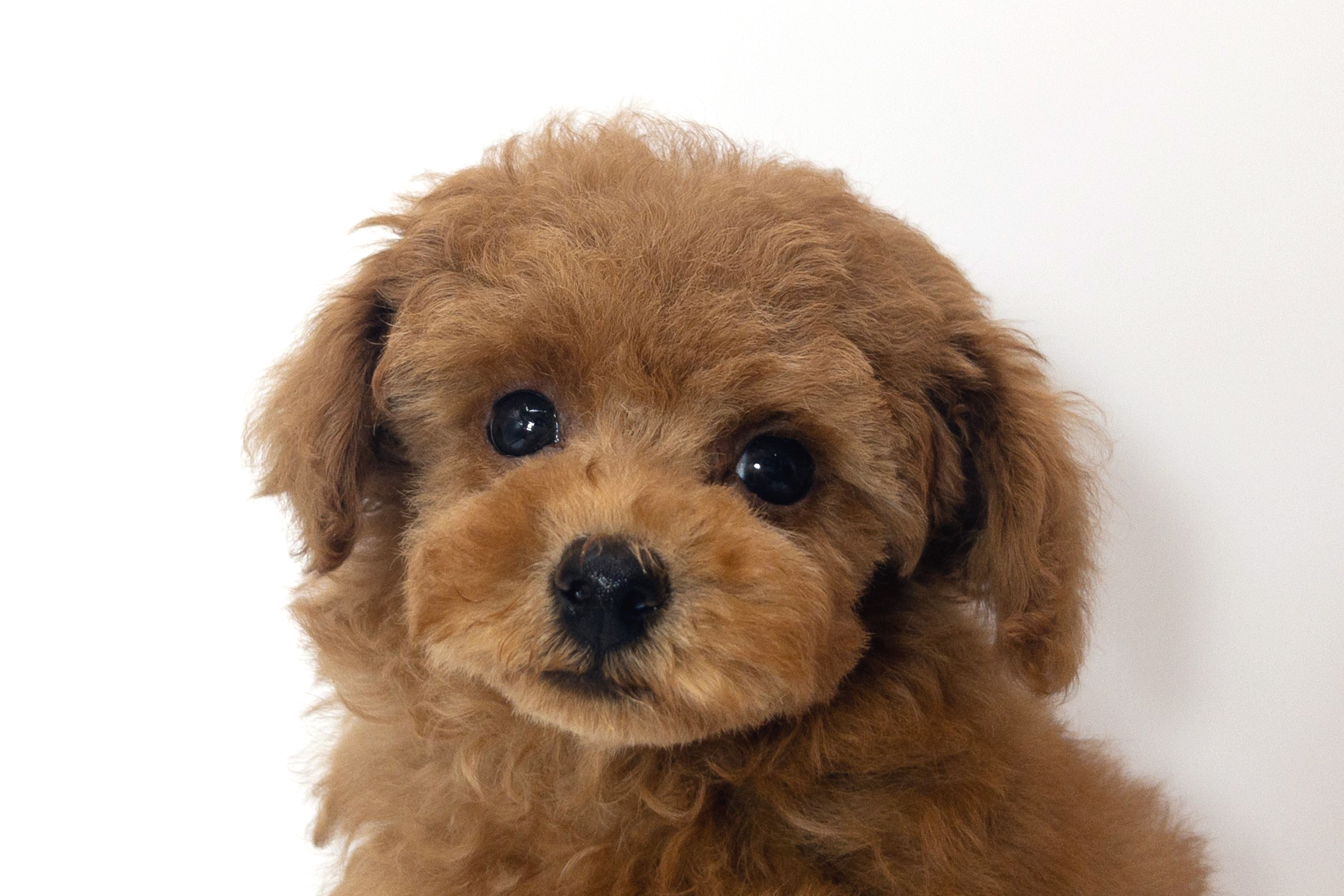 ペットショップジョーカー 子犬・子猫の販売