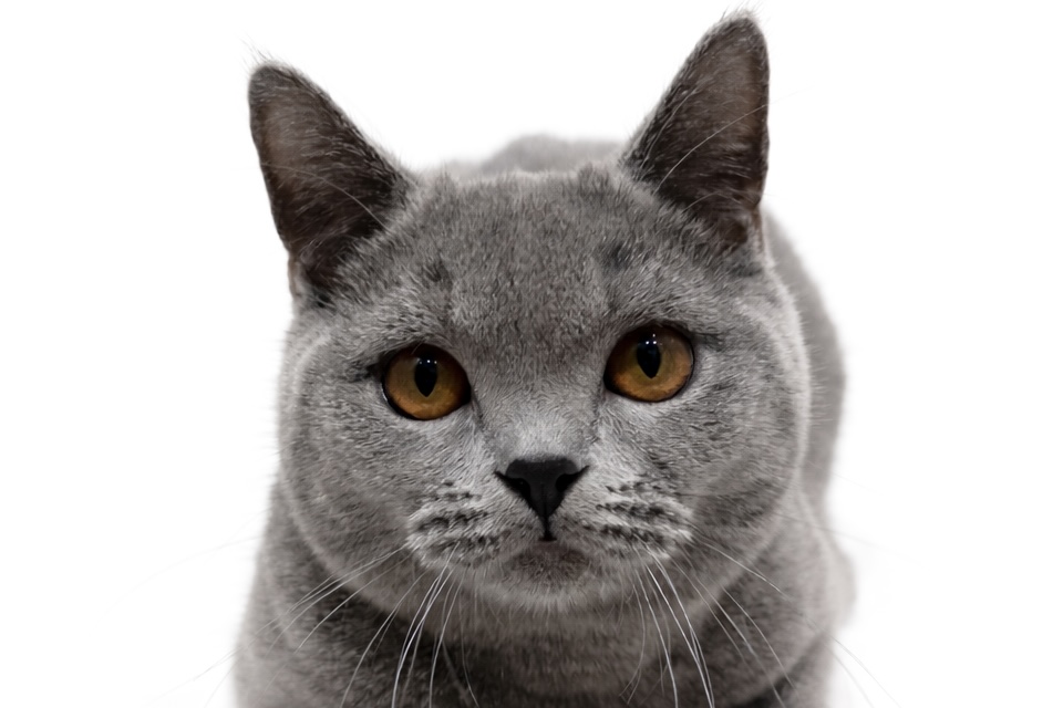 埼玉県のブリティッシュショートヘアー (DOG&CAT JOKER 樹モールプラザ川口店/2025年9月21日生まれ/男の子/ブルー)の子猫の1枚目の画像