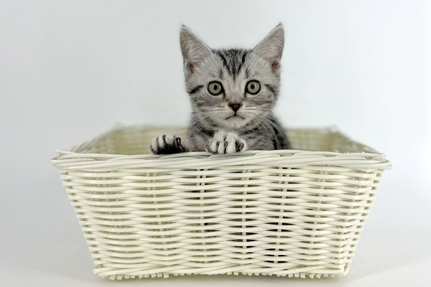 東京都のアメリカンショートヘアー (DOG&CAT JOKER 南町田グランベリーパーク店/2025年9月28日生まれ/男の子/シルバータビー)の子猫の3枚目の画像