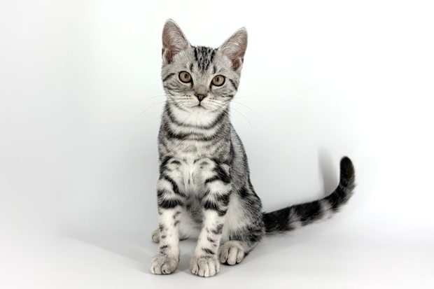 東京都のアメリカンショートヘアー (DOG&CAT JOKER 南町田グランベリーパーク店/2025年9月28日生まれ/男の子/シルバータビー)の子猫の2枚目の画像