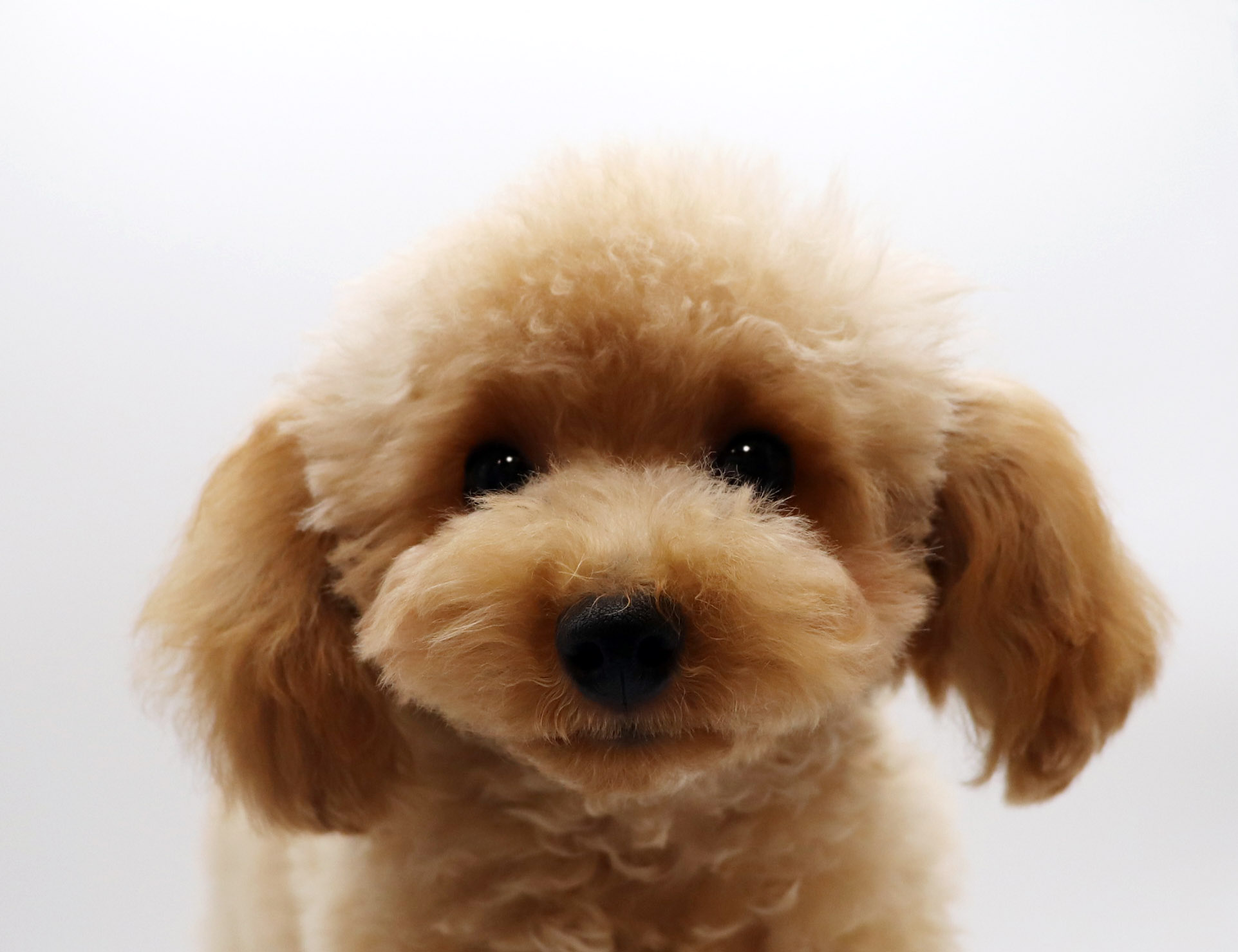 東京都のトイプードル(トイ) (DOG&CAT JOKER グリーンスプリングス立川店/2025年10月10日生まれ/男の子/レッド)の子犬の1枚目の画像