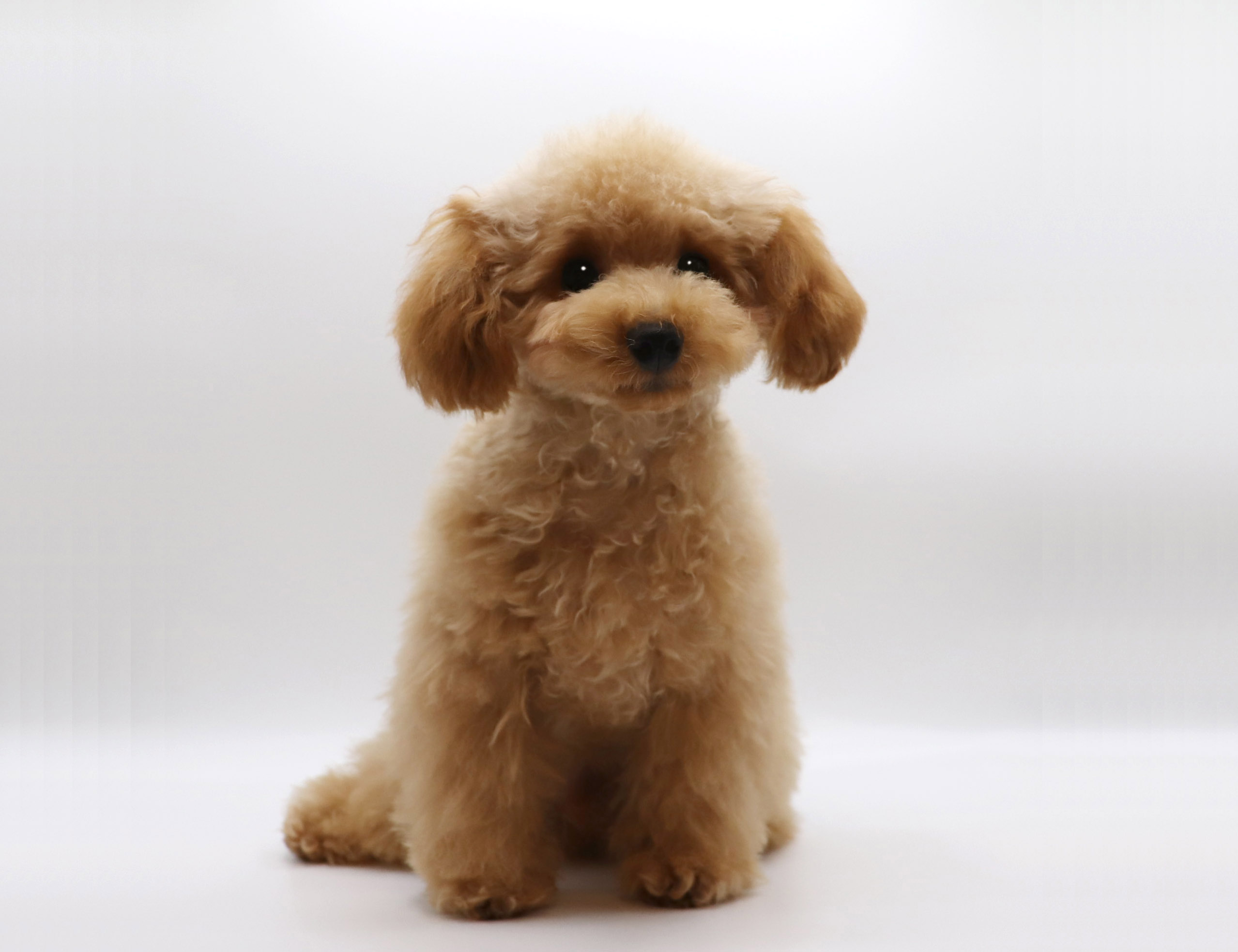 東京都のトイプードル(トイ) (DOG&CAT JOKER グリーンスプリングス立川店/2025年10月10日生まれ/男の子/レッド)の子犬の2枚目の画像