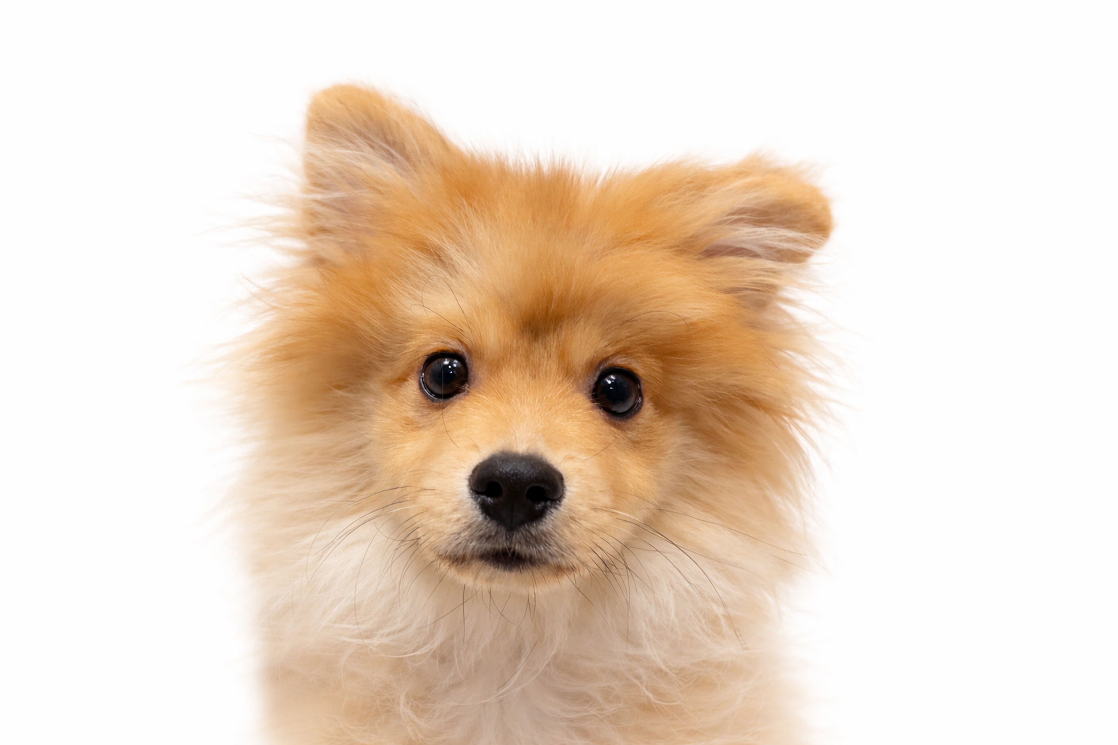 埼玉県のポメラニアン (DOG&CAT JOKER 樹モールプラザ川口店/2025年10月19日生まれ/男の子/オレンジ)の子犬の1枚目の画像