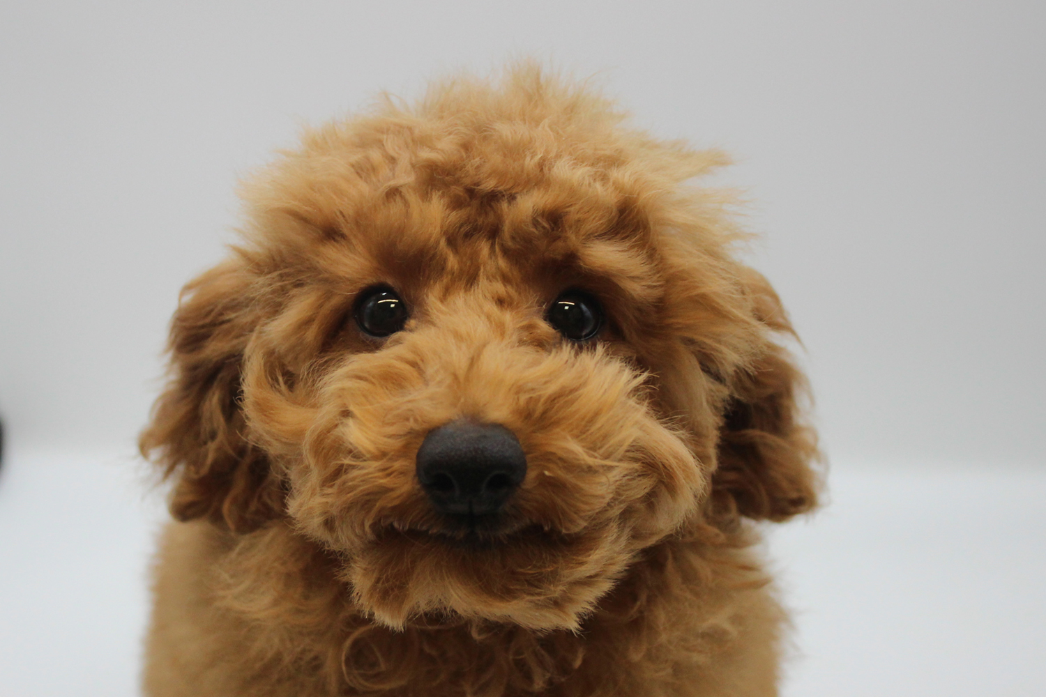 埼玉県のトイプードル(トイ) (DOG&CAT JOKER そごう大宮店/2025年10月19日生まれ/男の子/レッド)の子犬の1枚目の画像