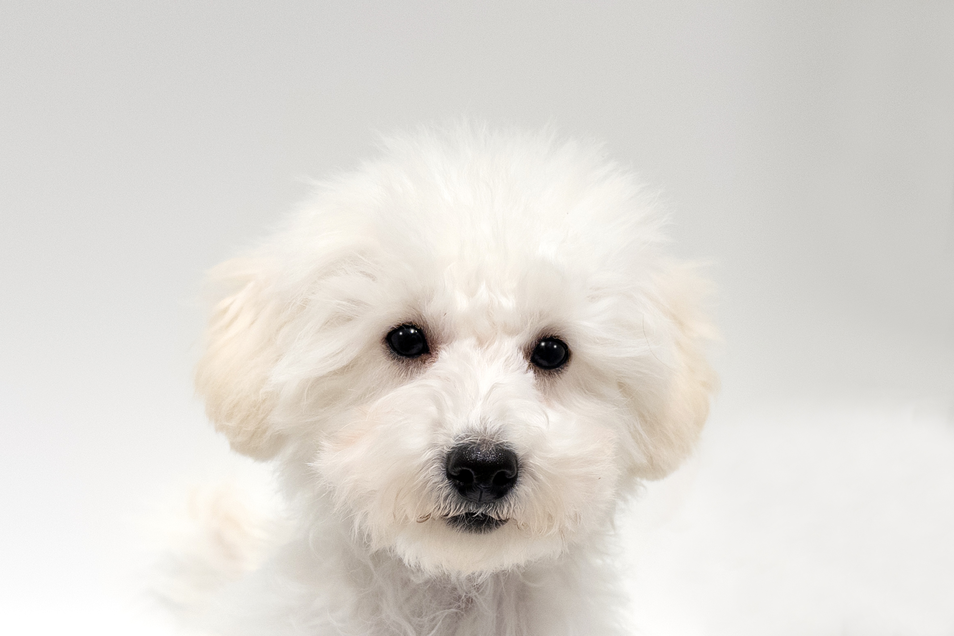 埼玉県のトイプードル(トイ) (DOG&CAT JOKER 樹モールプラザ川口店/2025年10月25日生まれ/女の子/ホワイト)の子犬の1枚目の画像