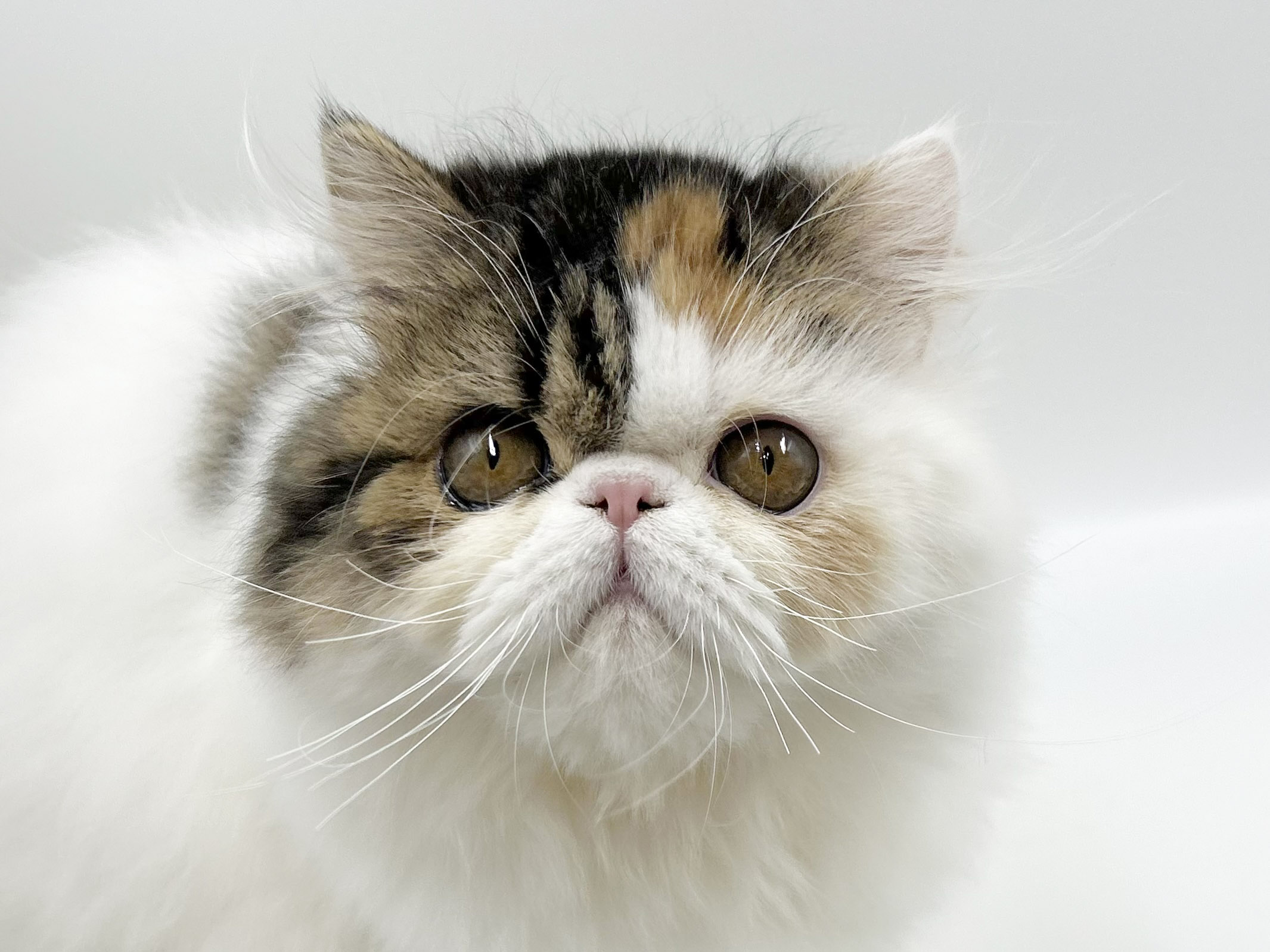 2025年10月25日生まれのエキゾチック