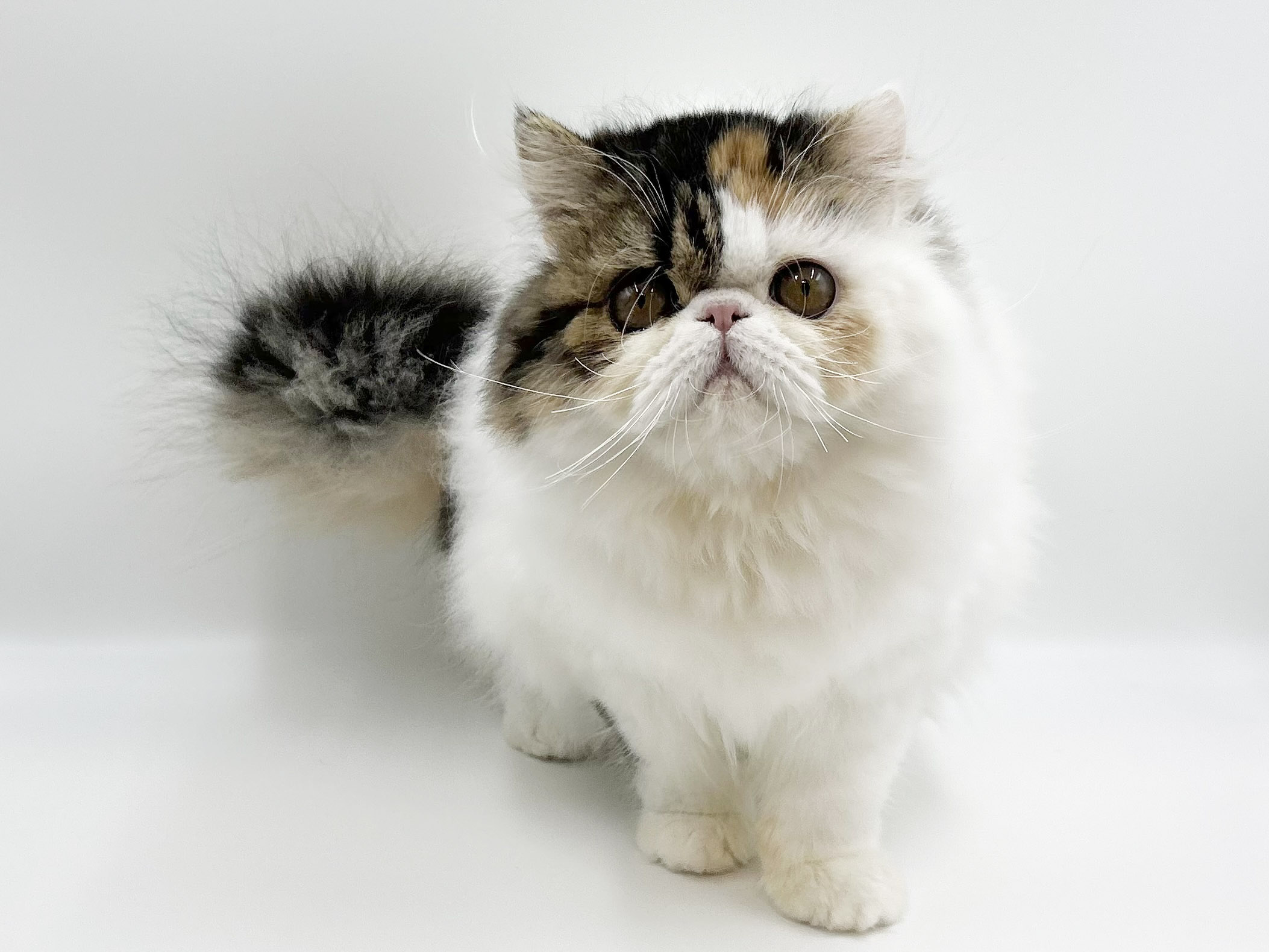 神奈川県のエキゾチック (DOG&CAT JOKER ららぽーと横浜店/2025年10月25日生まれ/女の子/キャリコ)の子猫の2枚目の画像