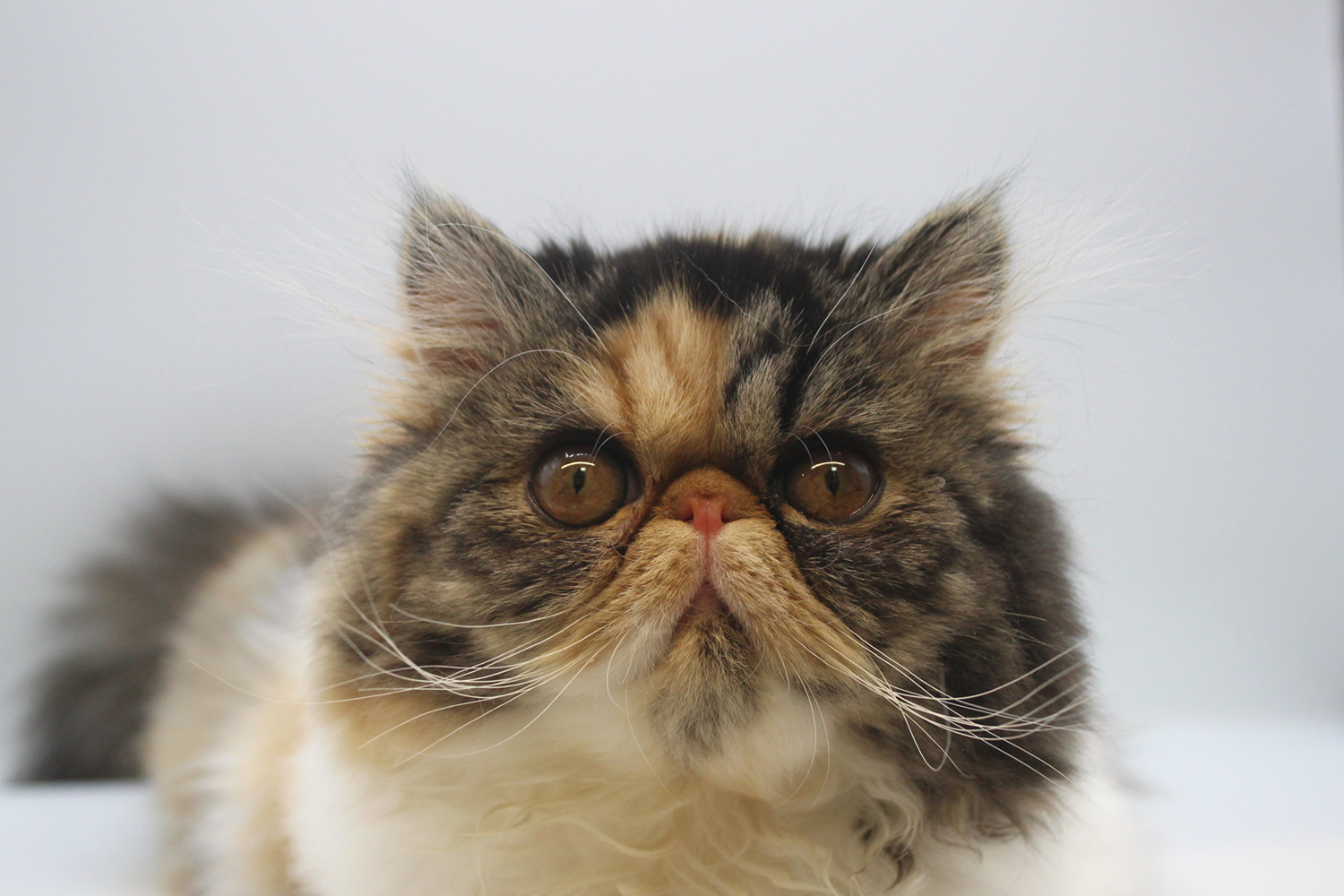 埼玉県のエキゾチック (DOG&CAT JOKER そごう大宮店/2025年10月25日生まれ/女の子/キャリコ)の子猫の1枚目の画像