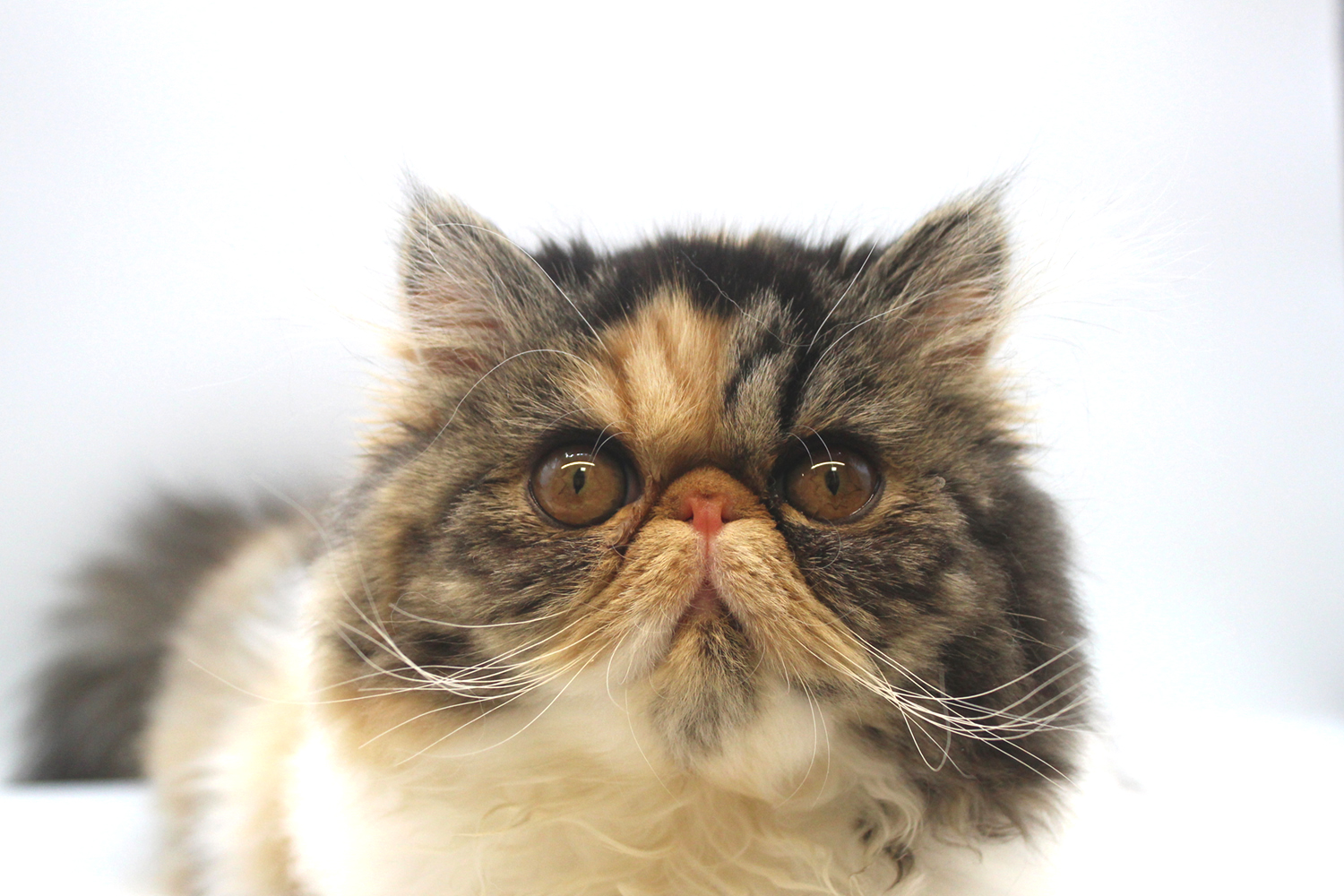 埼玉県のエキゾチック (DOG&CAT JOKER そごう大宮店/2025年10月25日生まれ/女の子/キャリコ)の子猫の1枚目の画像