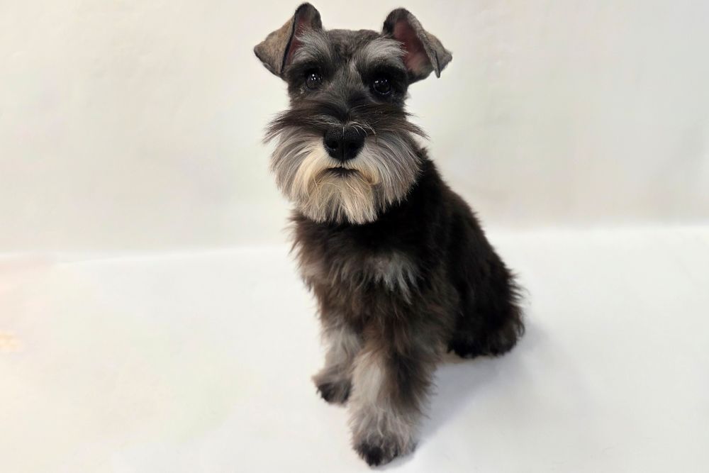 埼玉県のミニチュアシュナウザー (DOG&CAT JOKER 樹モールプラザ川口店/2025年10月31日生まれ/女の子/ソルトペッパー)の子犬の2枚目の画像