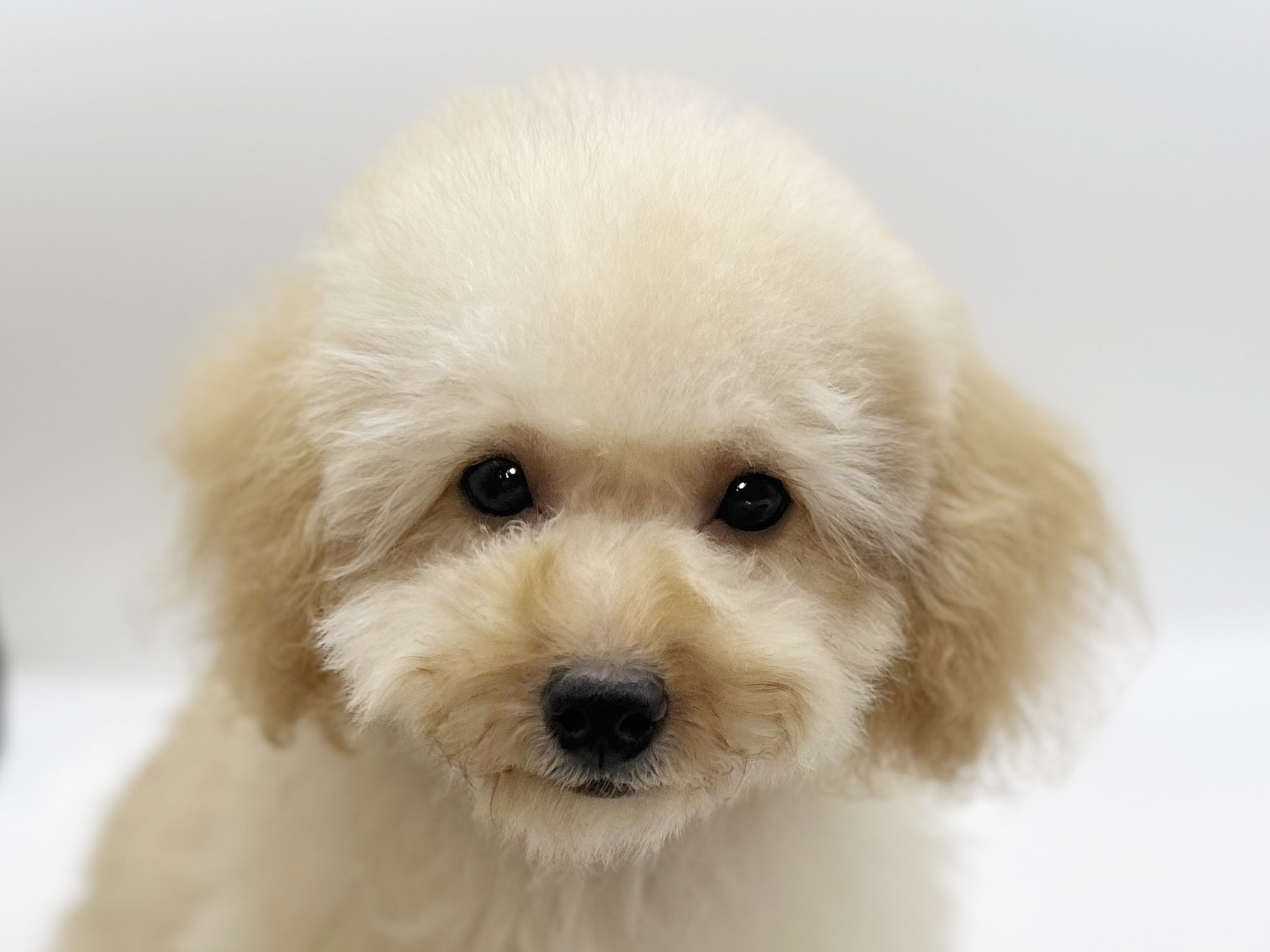 神奈川県のトイプードル(トイ) (DOG&CAT JOKER ららぽーと横浜店/2025年11月16日生まれ/男の子/アプリコット)の子犬の1枚目の画像