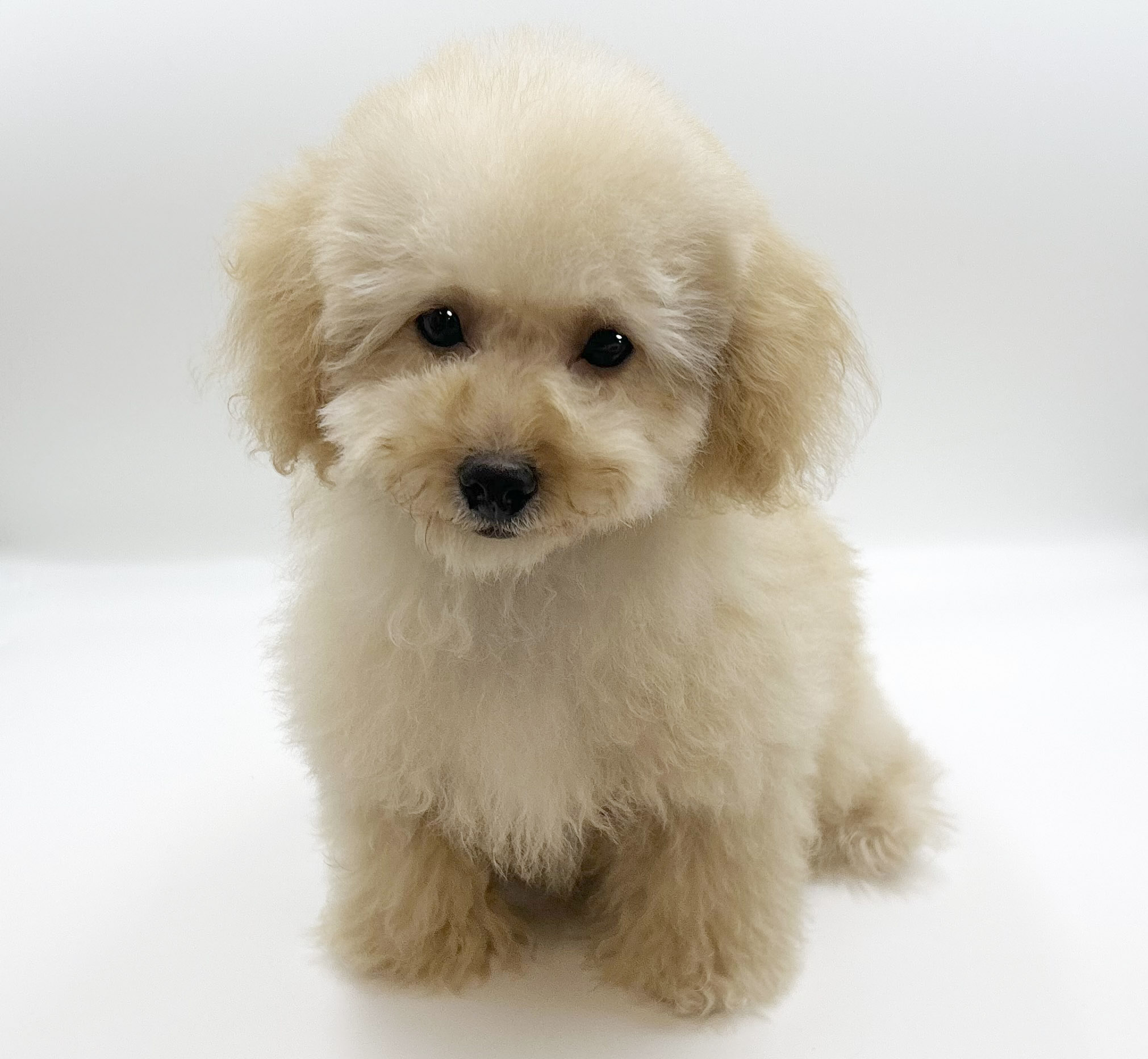 神奈川県のトイプードル(トイ) (DOG&CAT JOKER ららぽーと横浜店/2025年11月16日生まれ/男の子/アプリコット)の子犬の2枚目の画像