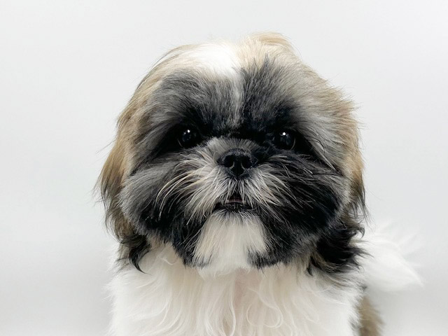 神奈川県のシーズー (DOG&CAT JOKER ららぽーと横浜店/2025年11月22日生まれ/女の子/ホワイトゴールド)の子犬の1枚目の画像