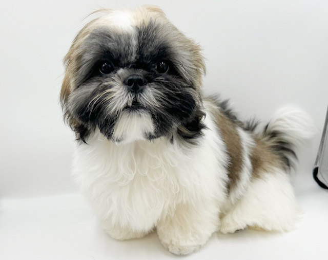 神奈川県のシーズー (DOG&CAT JOKER ららぽーと横浜店/2025年11月22日生まれ/女の子/ホワイトゴールド)の子犬の2枚目の画像