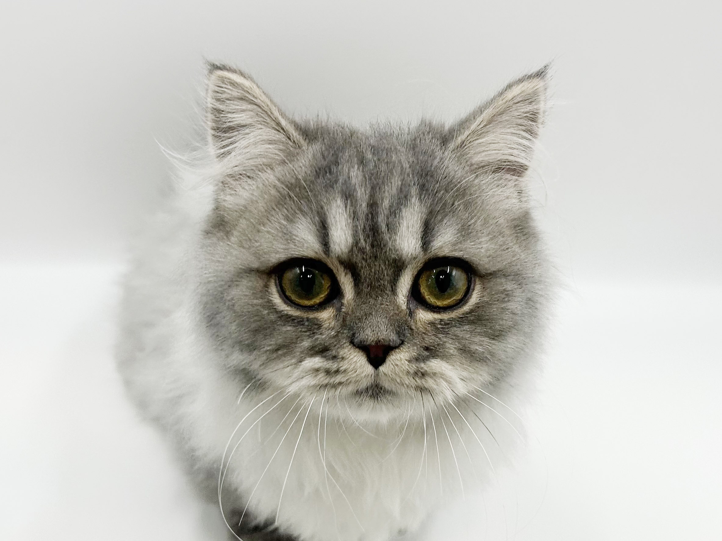 神奈川県のマンチカン (DOG&CAT JOKER ららぽーと横浜店/2025年11月22日生まれ/男の子/シルバータビーホワイト)の子猫の1枚目の画像