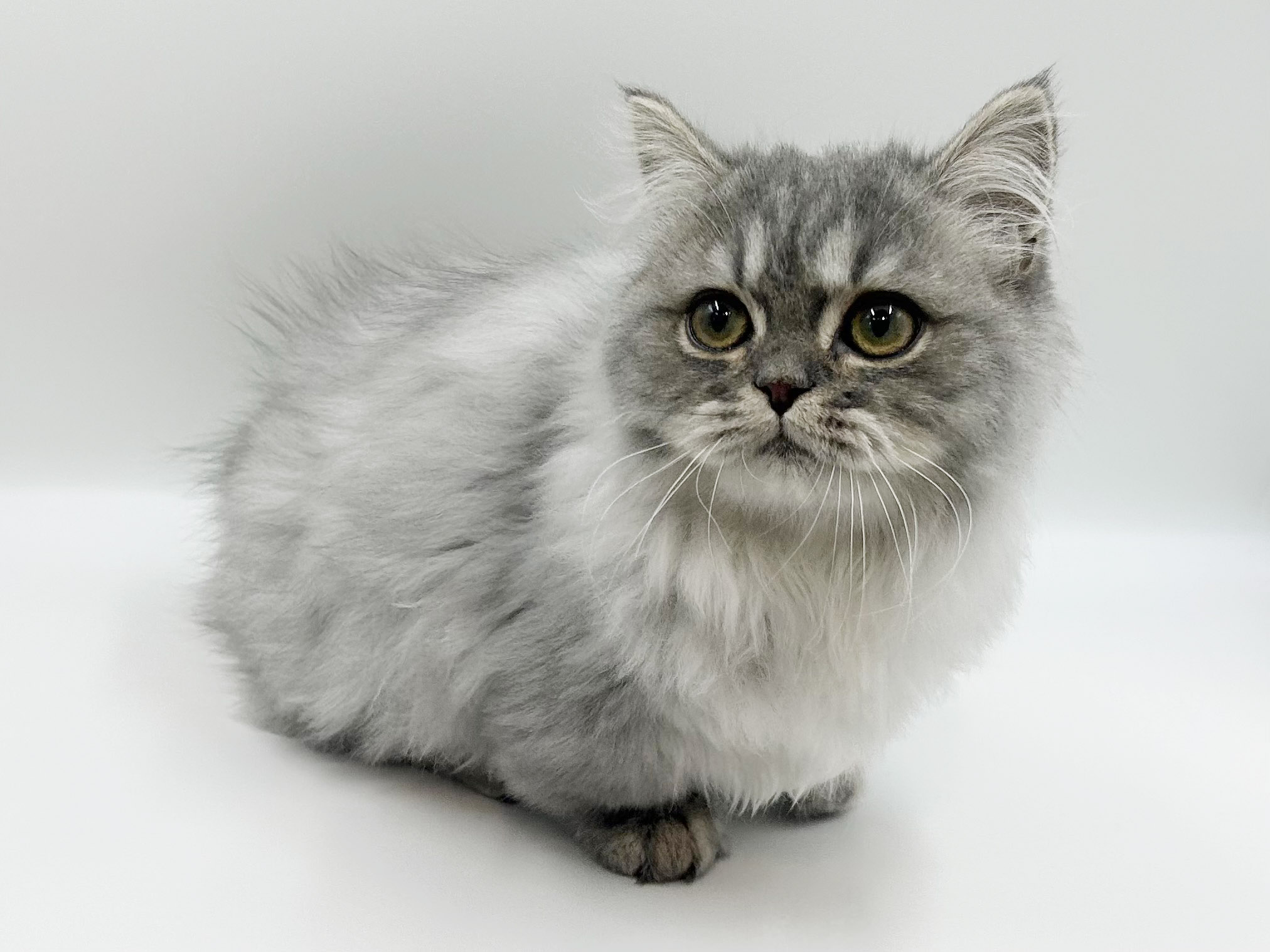 神奈川県のマンチカン (DOG&CAT JOKER ららぽーと横浜店/2025年11月22日生まれ/男の子/シルバータビーホワイト)の子猫の2枚目の画像