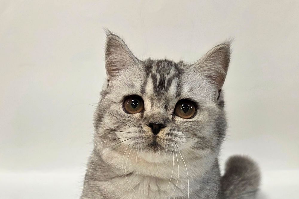 神奈川県のマンチカン (DOG&CAT JOKER そごう横浜店/2025年11月22日生まれ/女の子/シルバータビーホワイト)の子猫の1枚目の画像