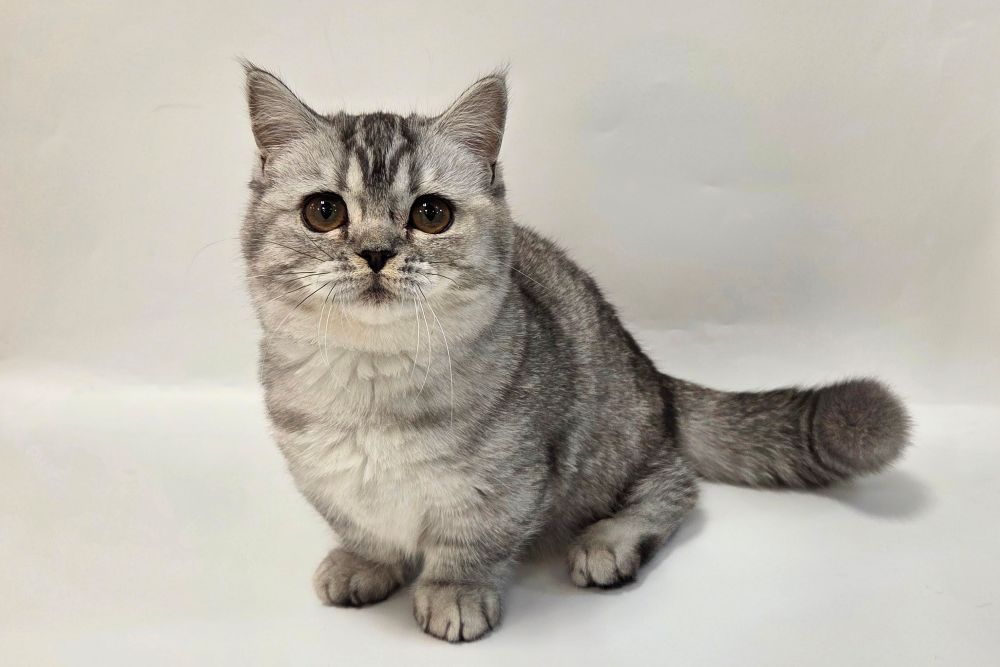 神奈川県のマンチカン (DOG&CAT JOKER そごう横浜店/2025年11月22日生まれ/女の子/シルバータビーホワイト)の子猫の2枚目の画像