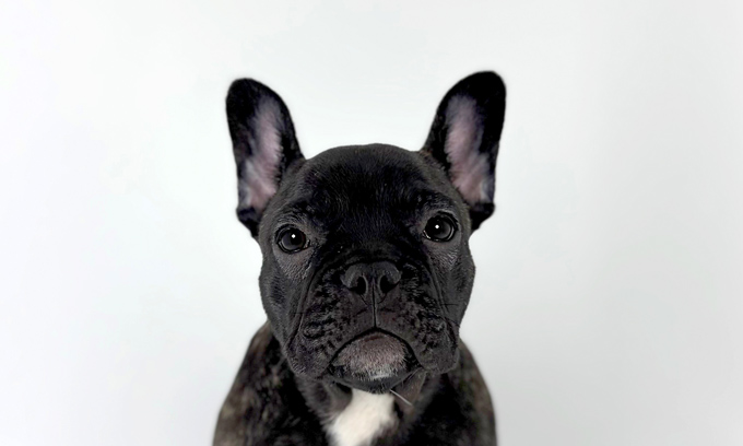 東京都のフレンチブルドッグ (DOG&CAT JOKER 南町田グランベリーパーク店/2025年11月21日生まれ/男の子/ブリンドル)の子犬の1枚目の画像