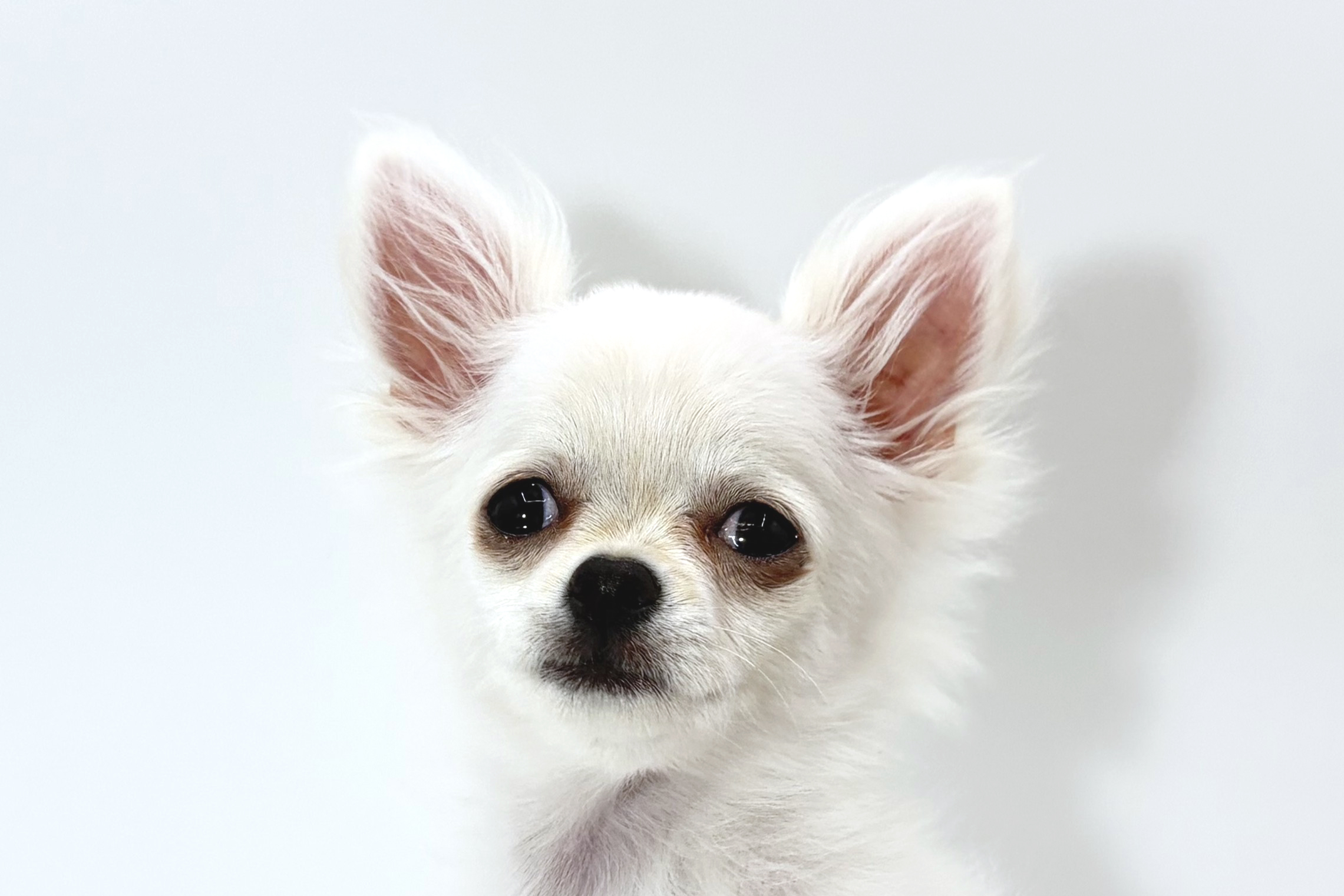 千葉県のチワワ(ロング) (DOG&CAT JOKER ららぽーと柏の葉店/2025年11月23日生まれ/男の子/ホワイト)の子犬の1枚目の画像