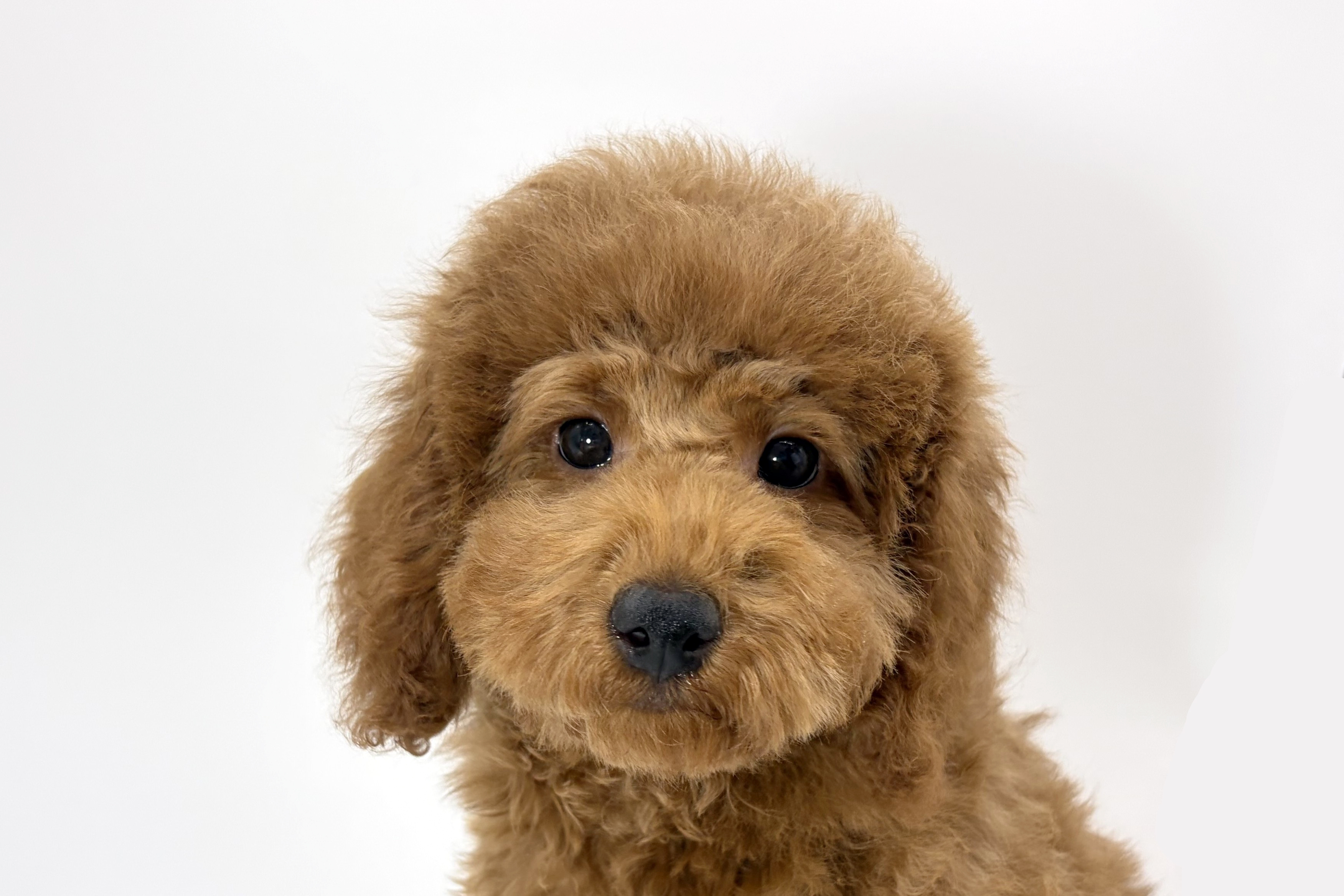 千葉県のトイプードル(トイ) (DOG&CAT JOKER ららぽーと柏の葉店/2025年11月29日生まれ/女の子/レッド)の子犬の1枚目の画像