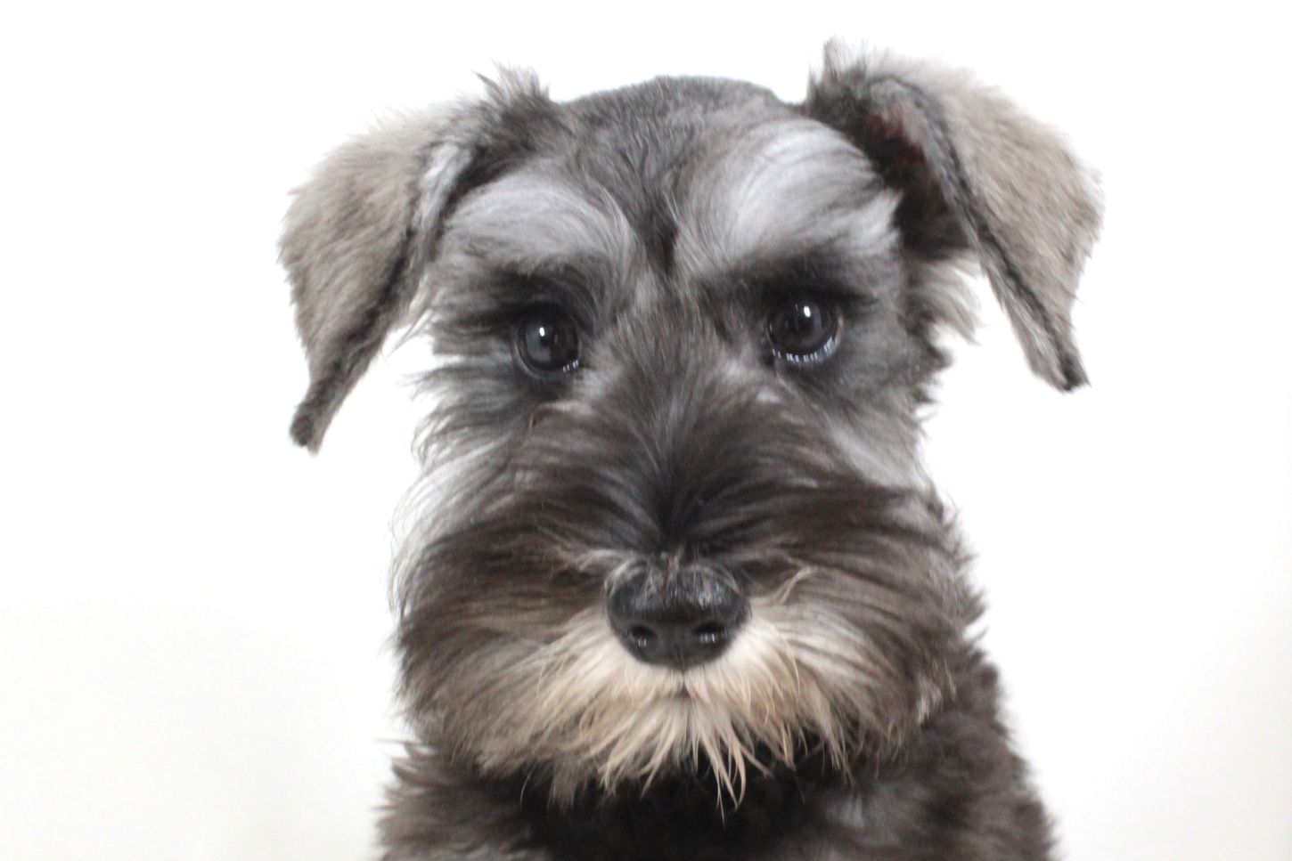 東京都のミニチュアシュナウザー (DOG&CAT JOKER 二子玉川店 AVENUE/2025年12月7日生まれ/女の子/ソルトペッパー)の子犬の1枚目の画像