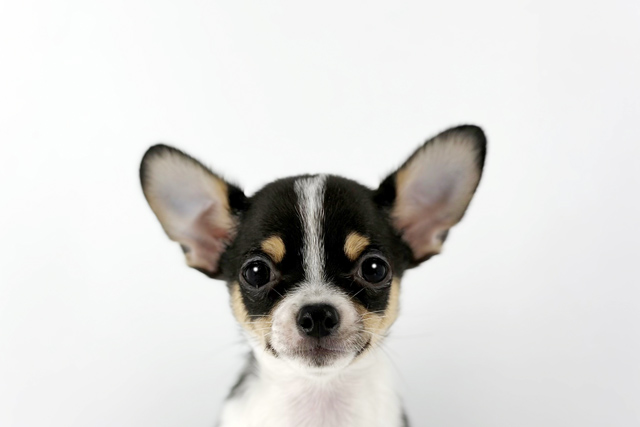 東京都のチワワ(ロング) (DOG&CAT JOKER 南町田グランベリーパーク店/2025年12月6日生まれ/男の子/ブラックタンホワイト)の子犬の1枚目の画像