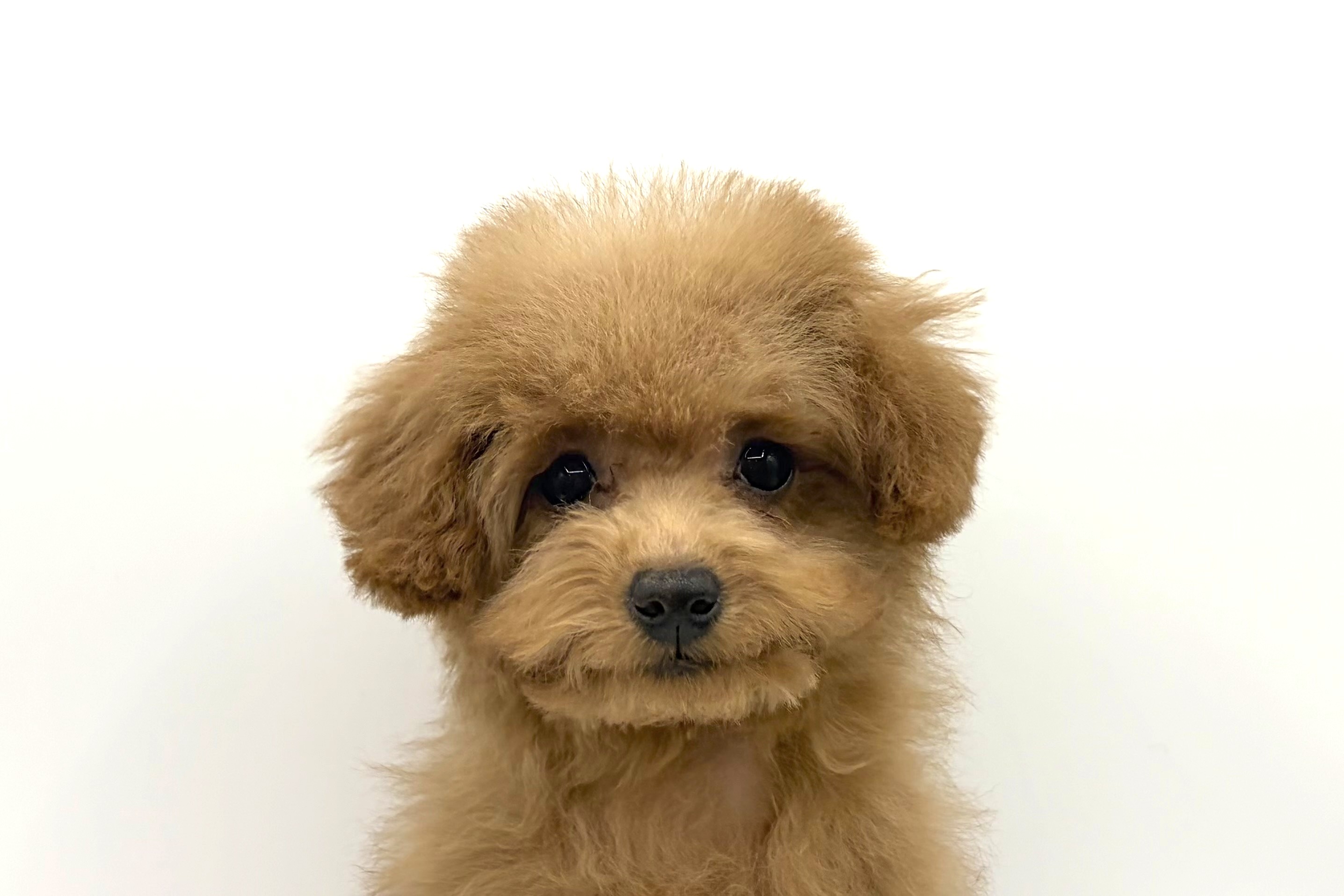 東京都のトイプードル(トイ) (DOG&CAT JOKER 六本木店/2025年12月5日生まれ/女の子/レッド)の子犬の1枚目の画像