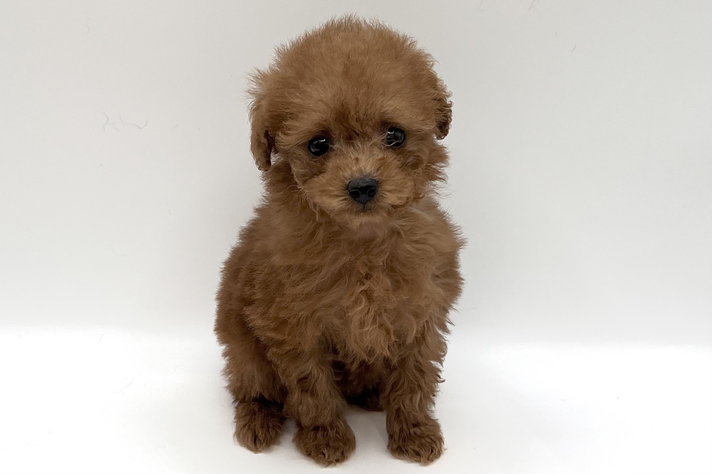 東京都のトイプードル(トイ) (DOG&CAT JOKER 六本木店/2025年12月5日生まれ/女の子/レッド)の子犬の3枚目の画像