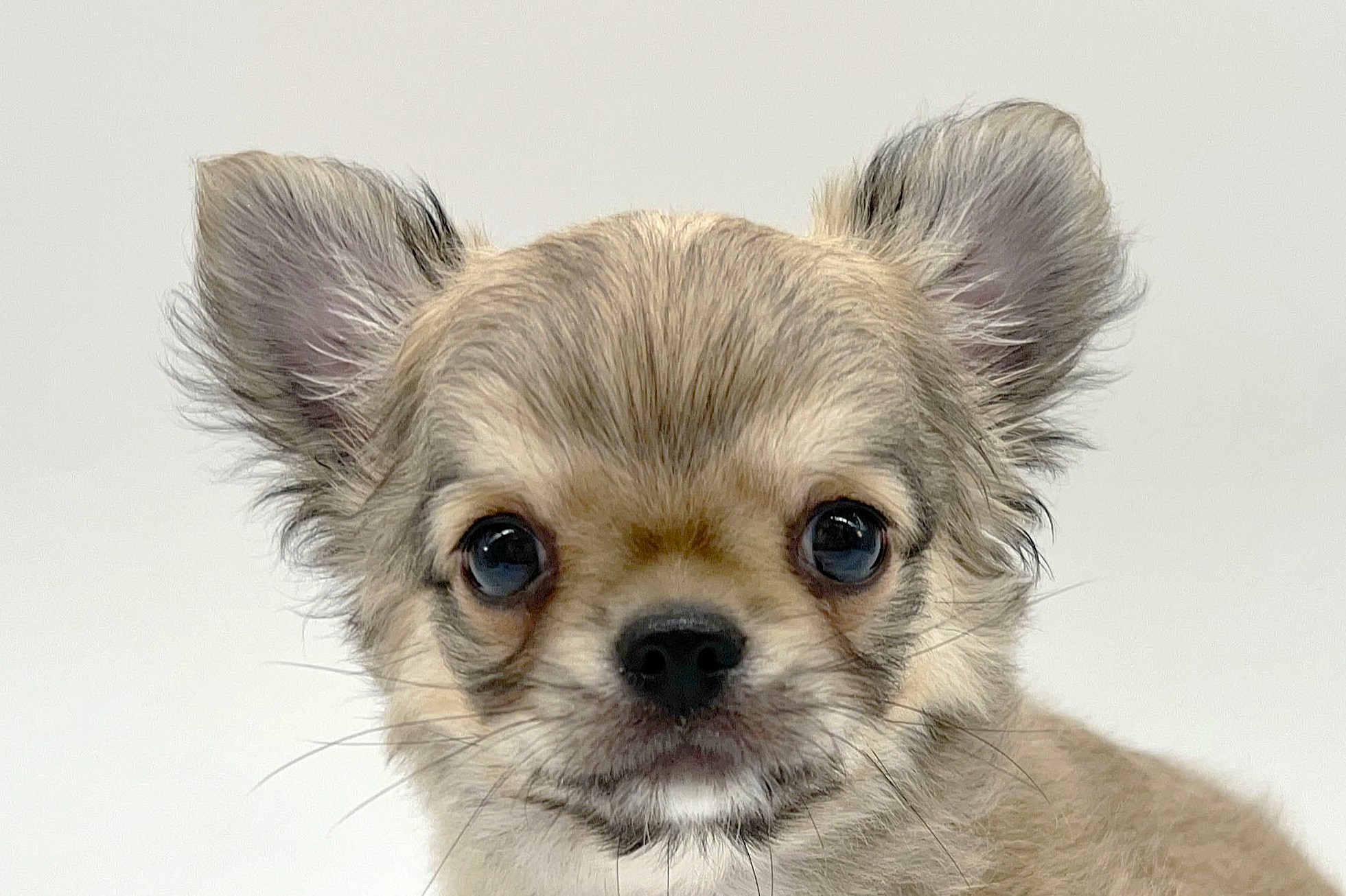 埼玉県のチワワ(ロング) (DOG&CAT JOKER クレアモール川越店/2025年12月26日生まれ/男の子/フォーンホワイト)の子犬の3枚目の画像