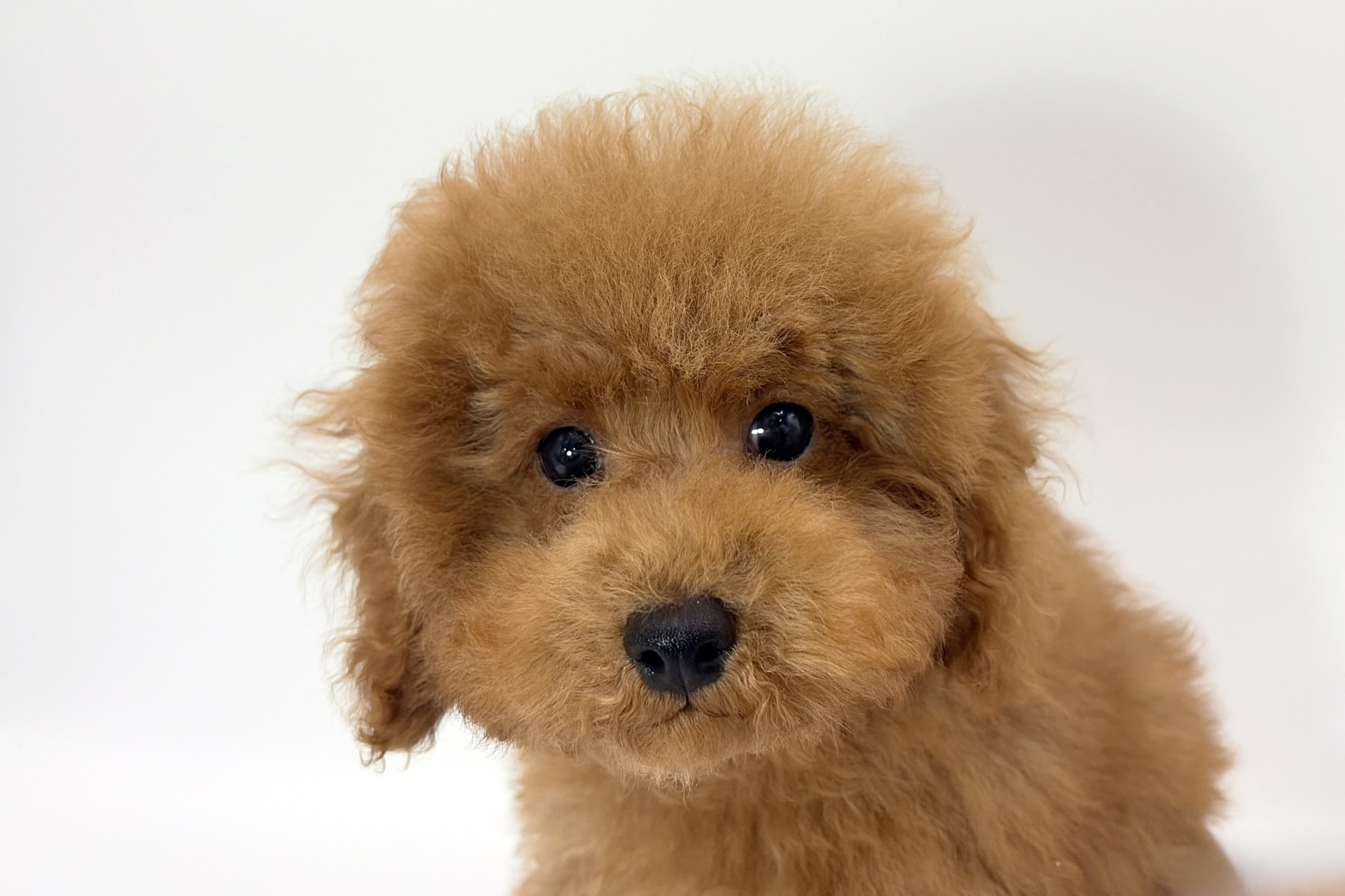 千葉県のトイプードル(トイ) (DOG&CAT JOKER ららぽーと柏の葉店/2025年12月13日生まれ/男の子/レッド)の子犬の1枚目の画像