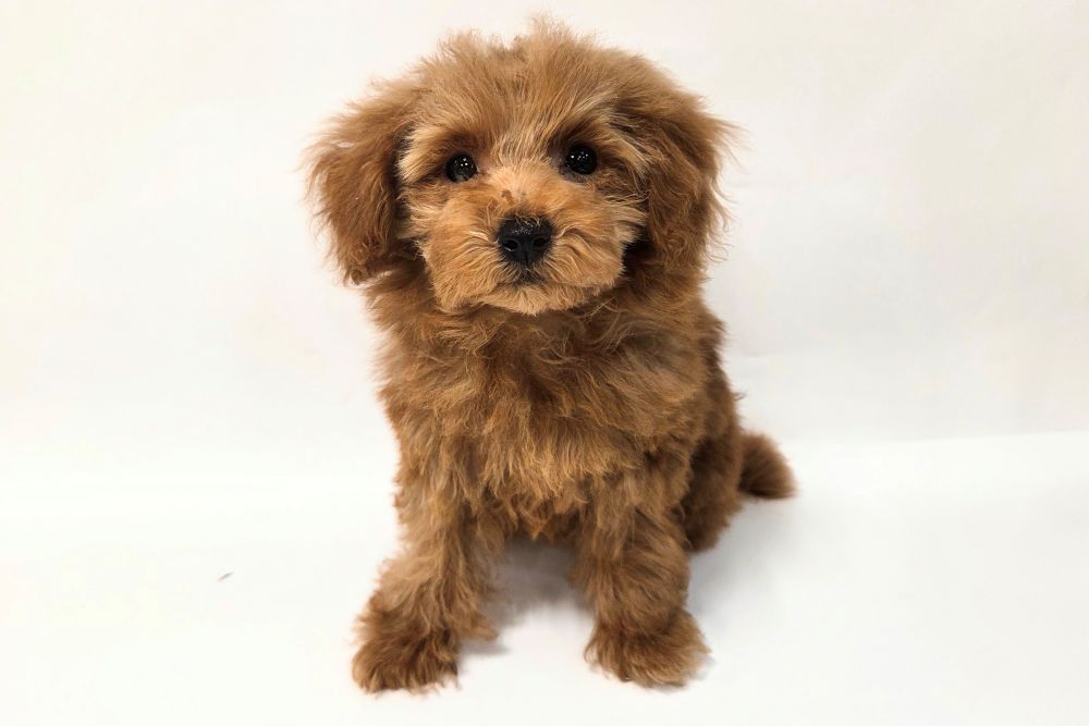 神奈川県のトイプードル(トイ) (DOG&CAT JOKER そごう横浜店/2025年12月14日生まれ/女の子/レッド)の子犬の2枚目の画像