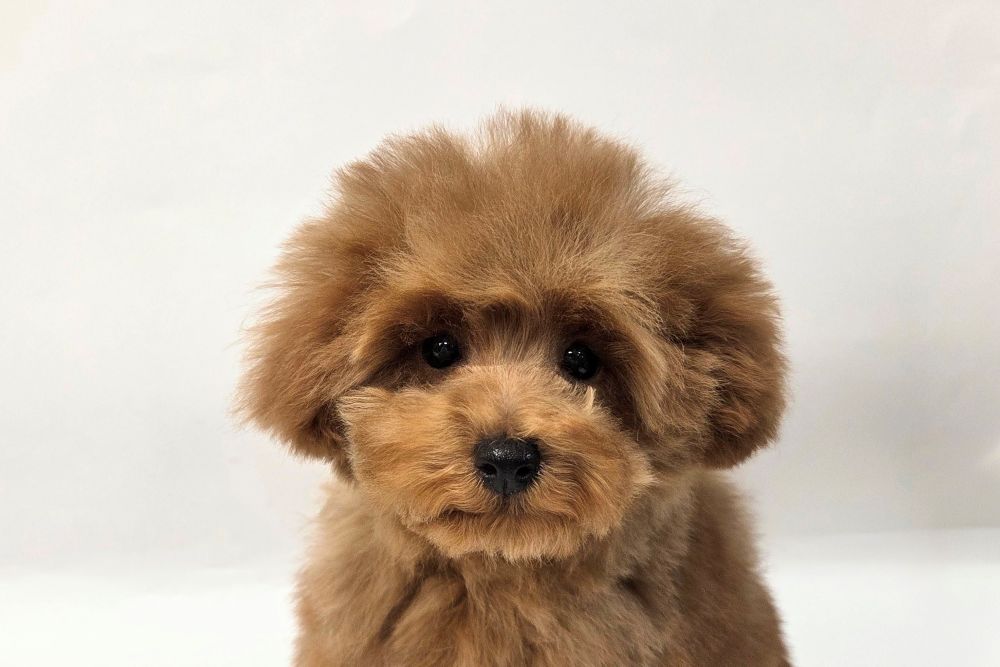 神奈川県のトイプードル(トイ) (DOG&CAT JOKER そごう横浜店/2025年12月14日生まれ/女の子/レッド)の子犬の1枚目の画像