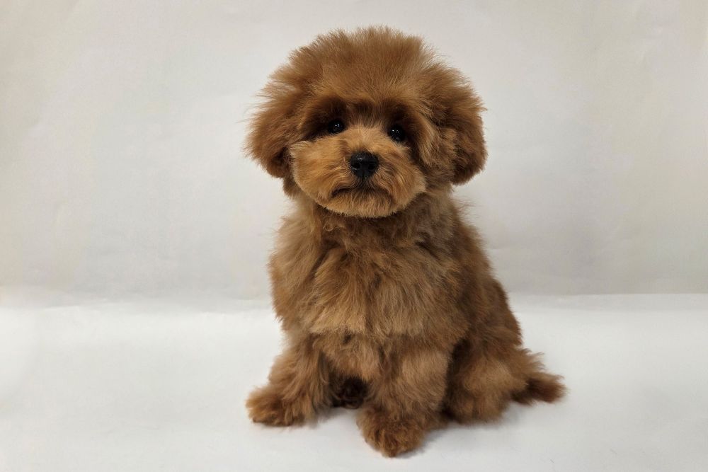 神奈川県のトイプードル(トイ) (DOG&CAT JOKER そごう横浜店/2025年12月14日生まれ/女の子/レッド)の子犬の2枚目の画像