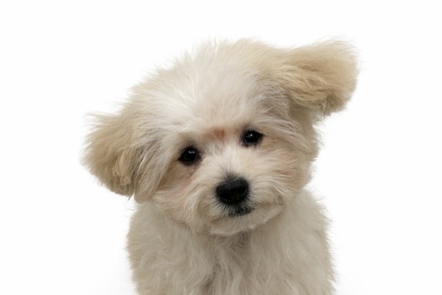 東京都のトイプードル(トイ) (DOG&CAT JOKER 六本木店/2025年12月14日生まれ/女の子/クリーム)の子犬の1枚目の画像