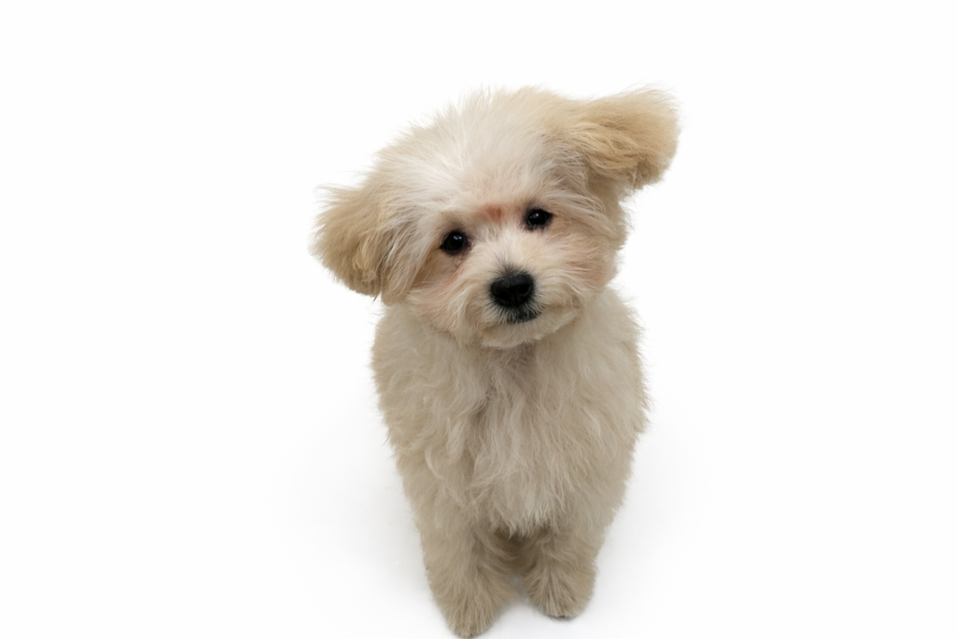 東京都のトイプードル(トイ) (DOG&CAT JOKER 六本木店/2025年12月14日生まれ/女の子/クリーム)の子犬の2枚目の画像