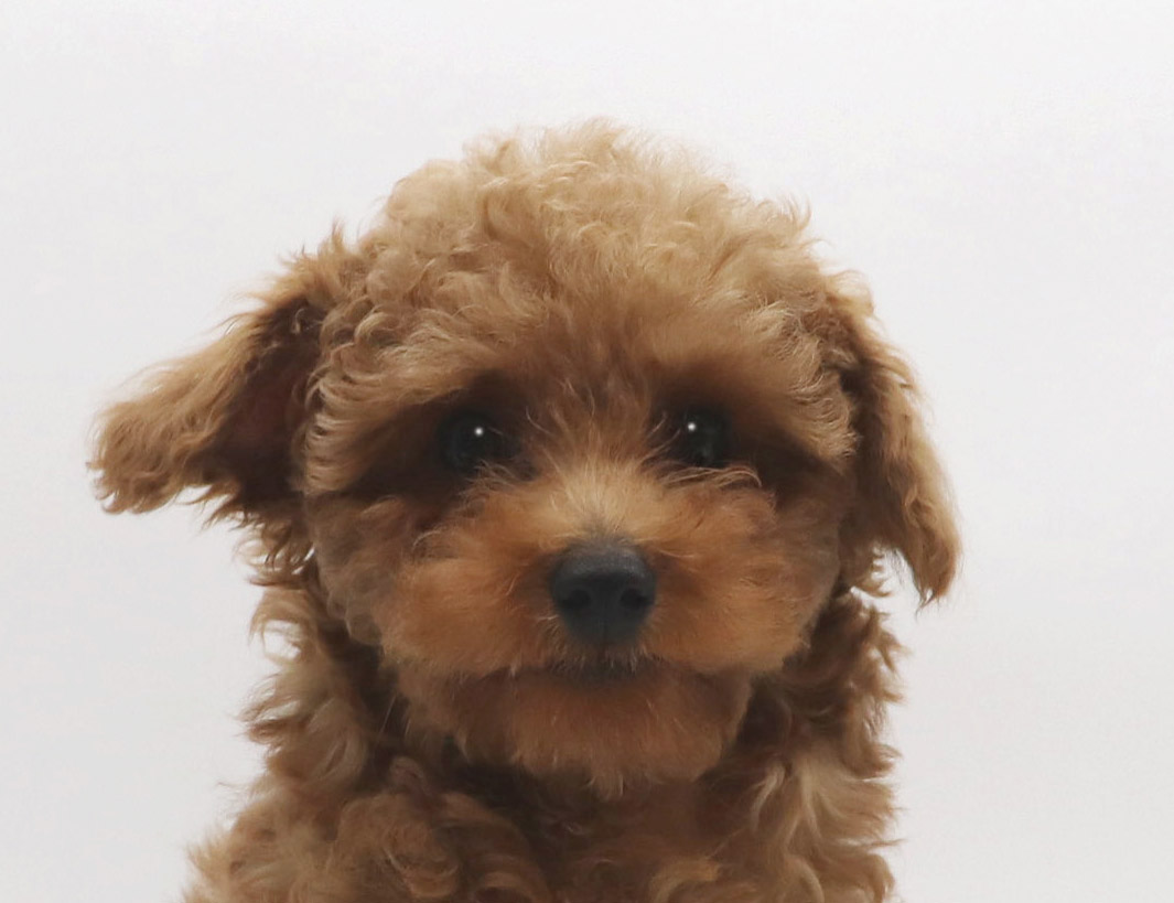 埼玉県のトイプードル(トイ) (DOG&CAT JOKER クレアモール川越店/2025年12月14日生まれ/男の子/レッド)の子犬の1枚目の画像