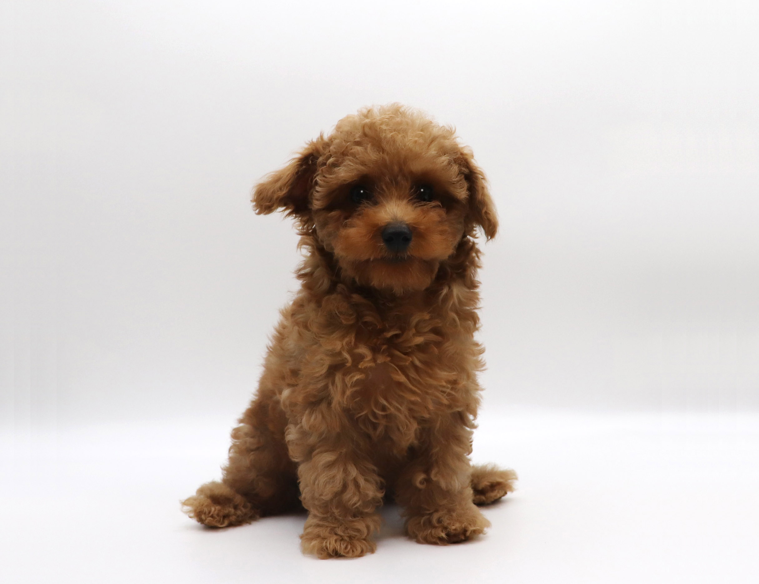 埼玉県のトイプードル(トイ) (DOG&CAT JOKER クレアモール川越店/2025年12月14日生まれ/男の子/レッド)の子犬の2枚目の画像