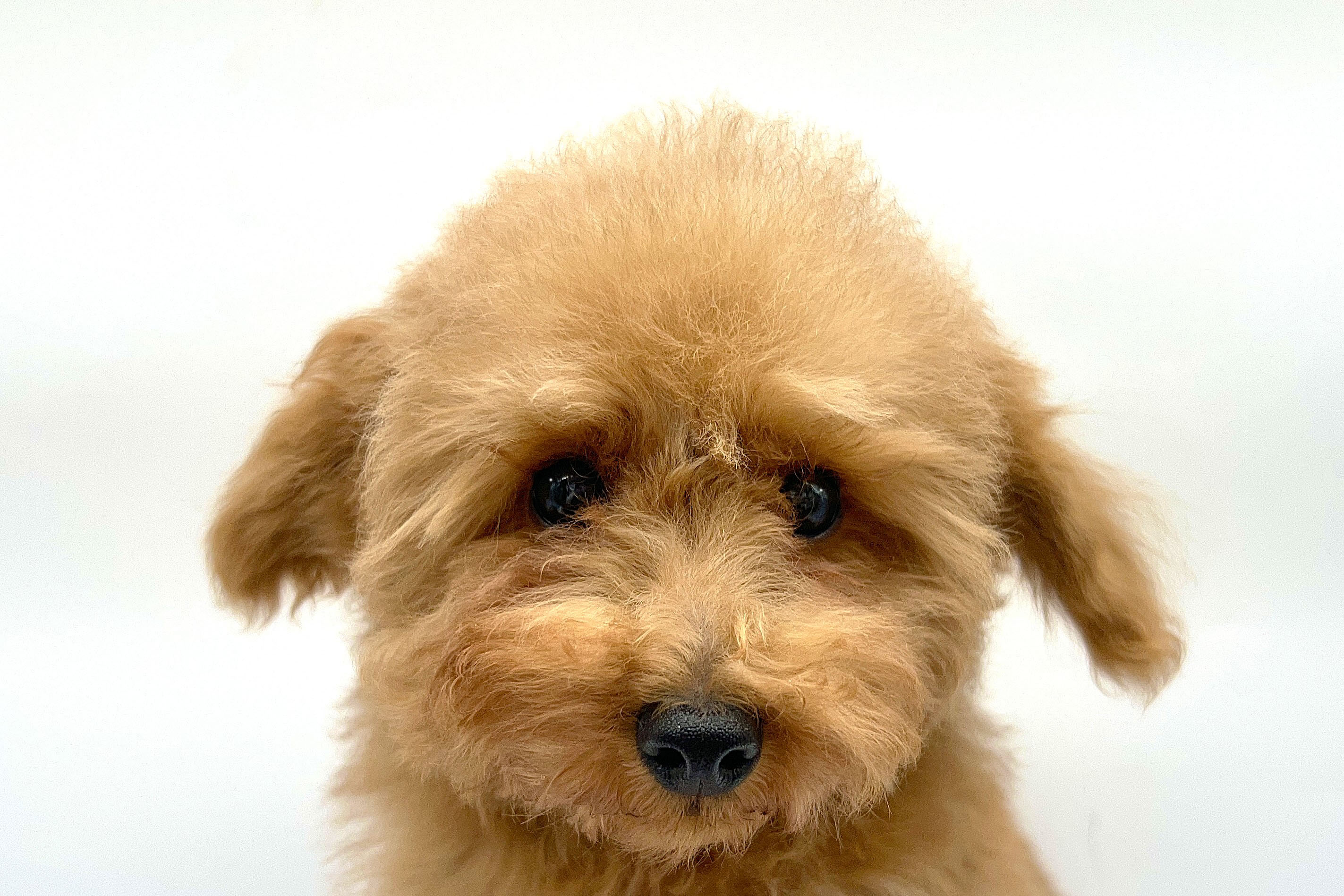 埼玉県のトイプードル(トイ) (DOG&CAT JOKER クレアモール川越店/2025年12月14日生まれ/男の子/レッド)の子犬の1枚目の画像