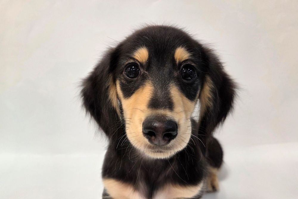 神奈川県のミニチュアダックスフンド(ロング) (DOG&CAT JOKER そごう横浜店/2025年12月14日生まれ/男の子/ブラックタン)の子犬の1枚目の画像