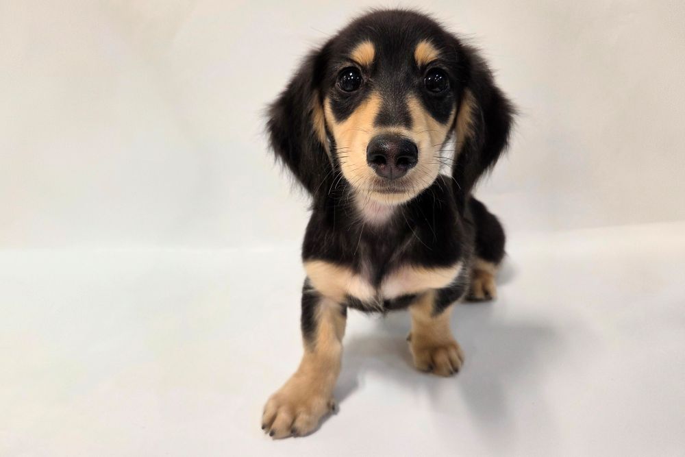 神奈川県のミニチュアダックスフンド(ロング) (DOG&CAT JOKER そごう横浜店/2025年12月14日生まれ/男の子/ブラックタン)の子犬の2枚目の画像