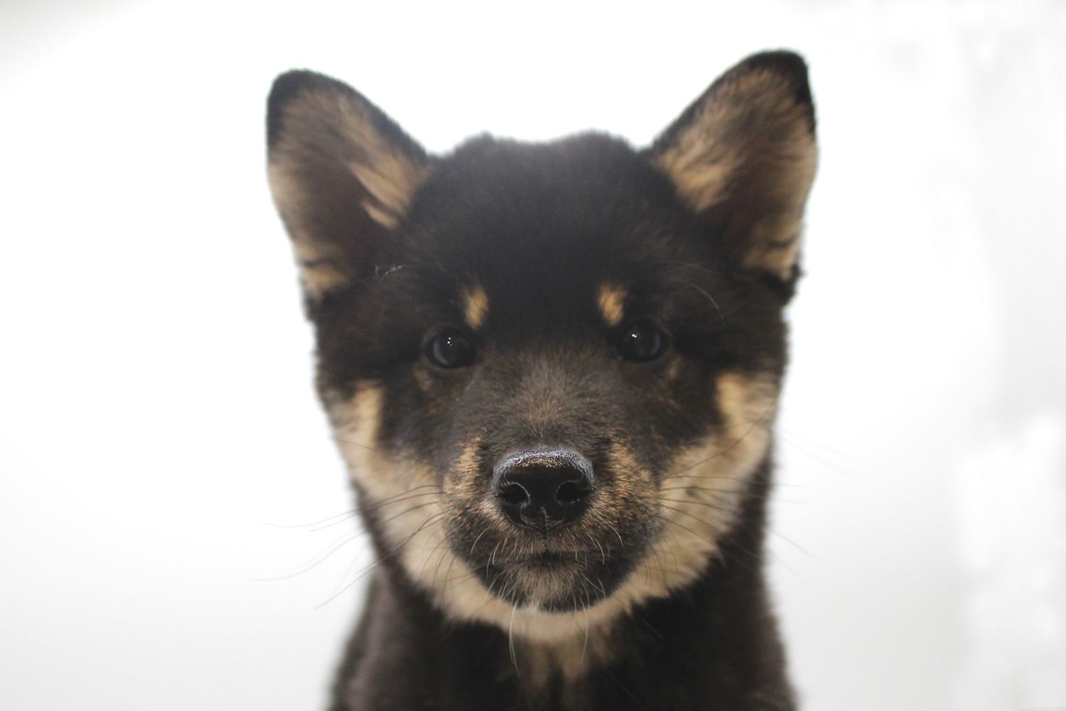 埼玉県の柴犬(標準サイズ) (DOG&CAT JOKER そごう大宮店/2025年12月19日生まれ/女の子/黒)の子犬の1枚目の画像